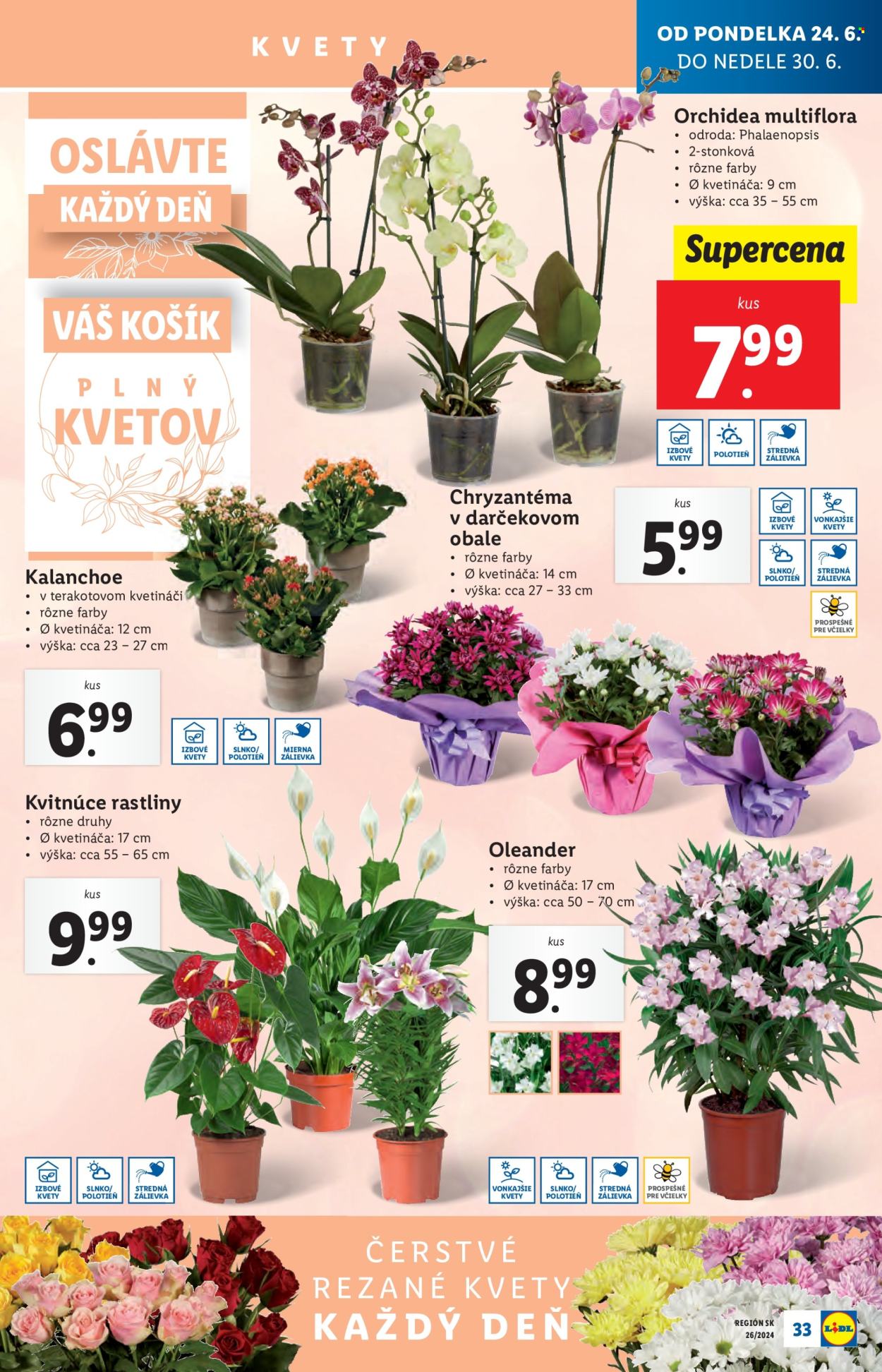 Leták Lidl - 24.6.2024 - 30.6.2024. Strana 45