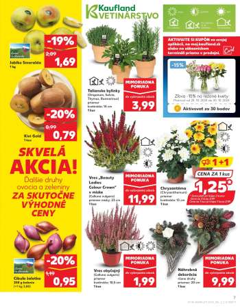 thumbnail - Chryzantéma (Chrysanthemum)