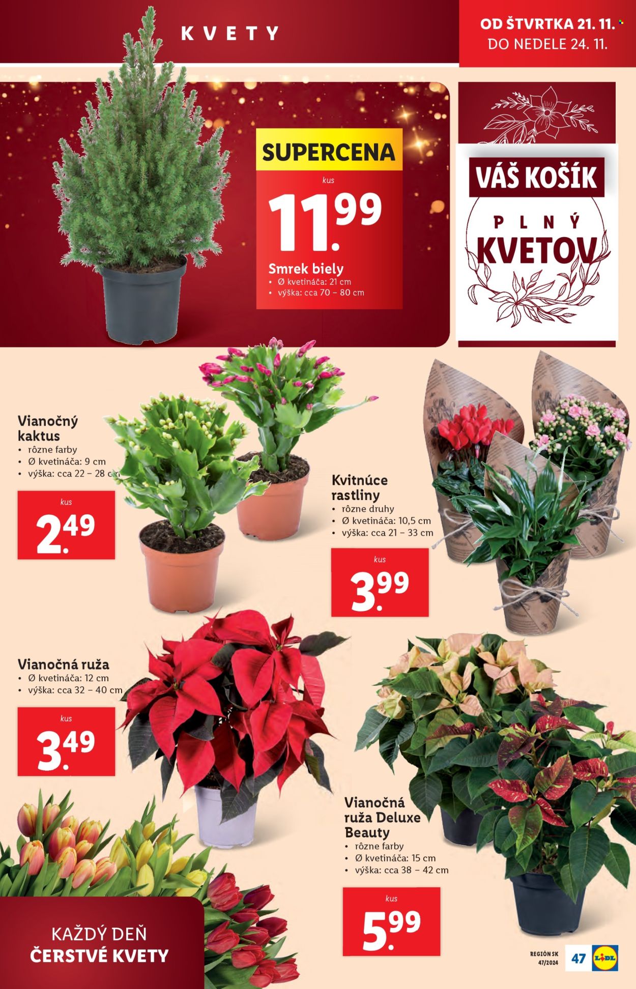 Leták Lidl - 18.11.2024 - 24.11.2024. Strana 55