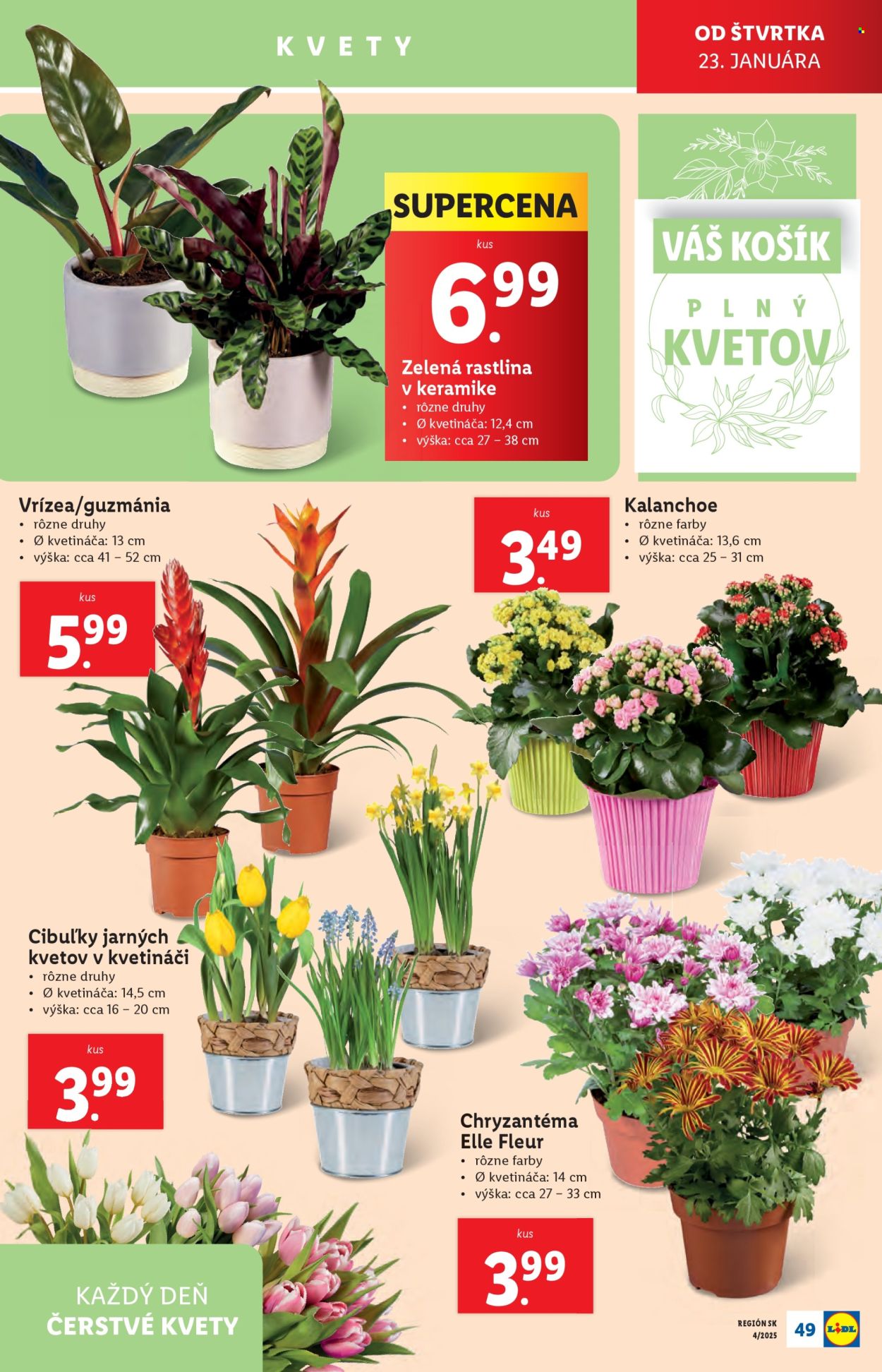 Leták Lidl - 20.1.2025 - 26.1.2025. Strana 55