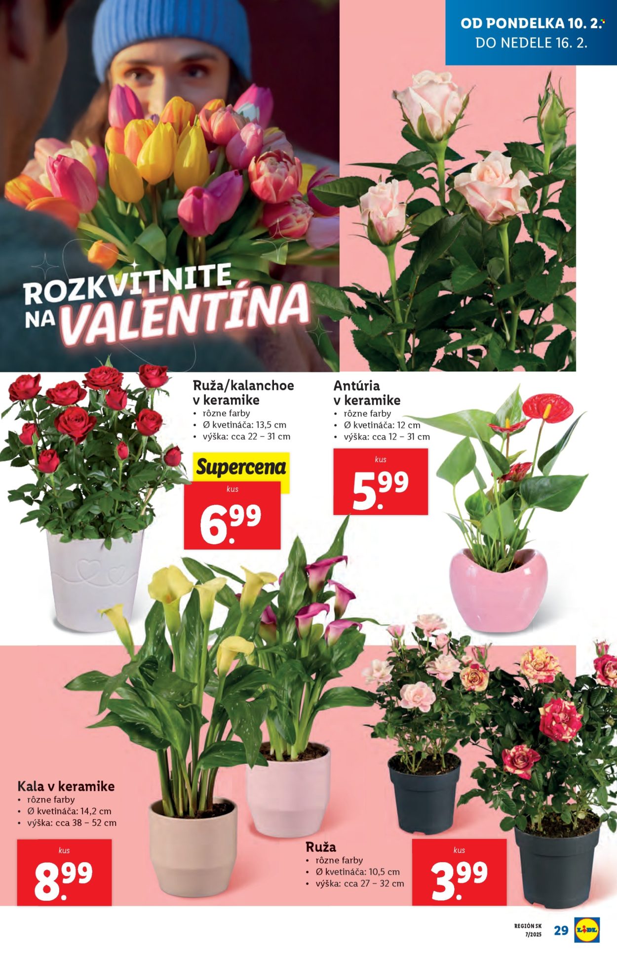 Leták Lidl - 10.2.2025 - 16.2.2025. Strana 29