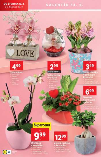 thumbnail - Valentínska orchidea