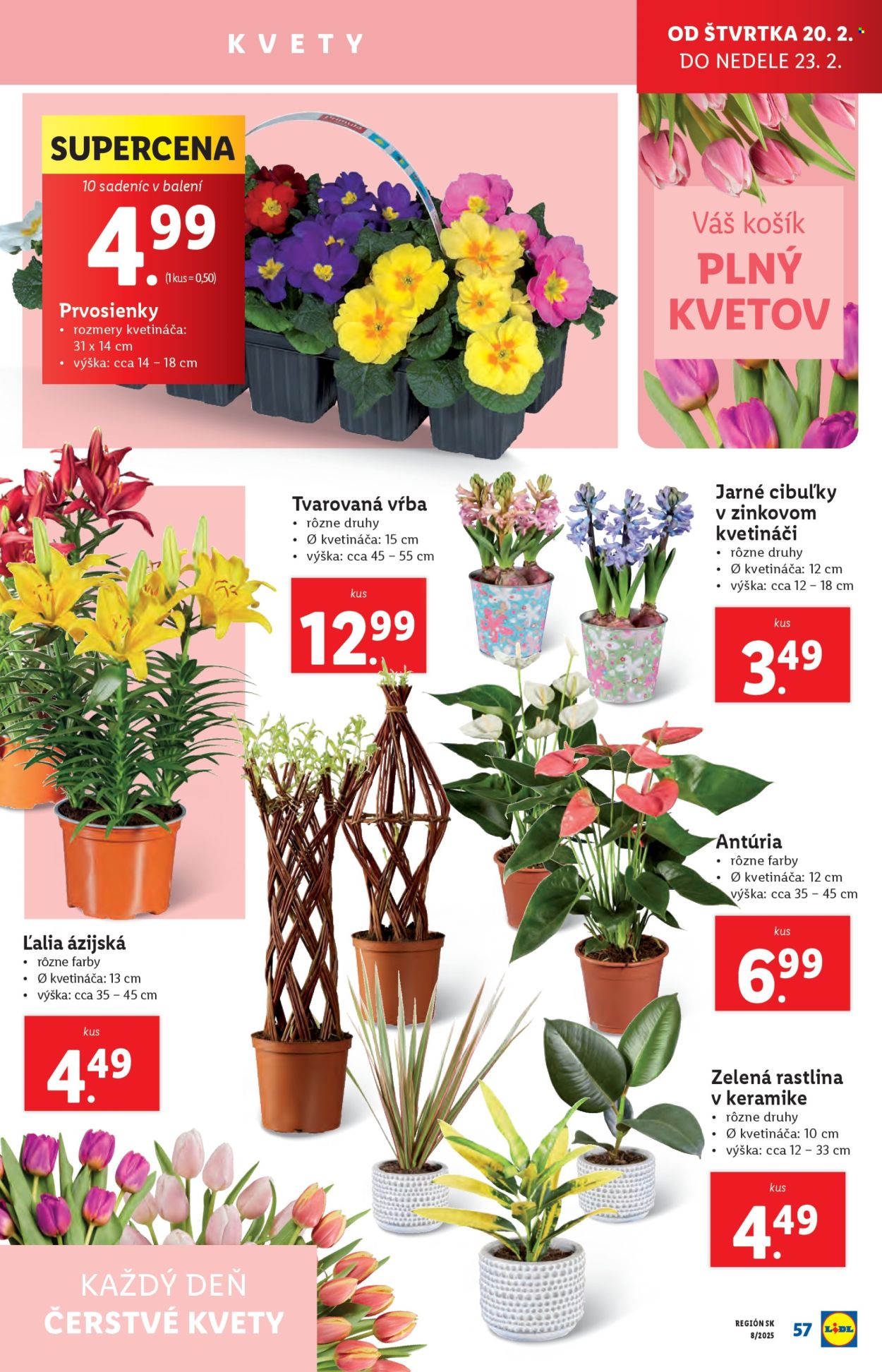 Leták Lidl - 17.2.2025 - 23.2.2025. Strana 59