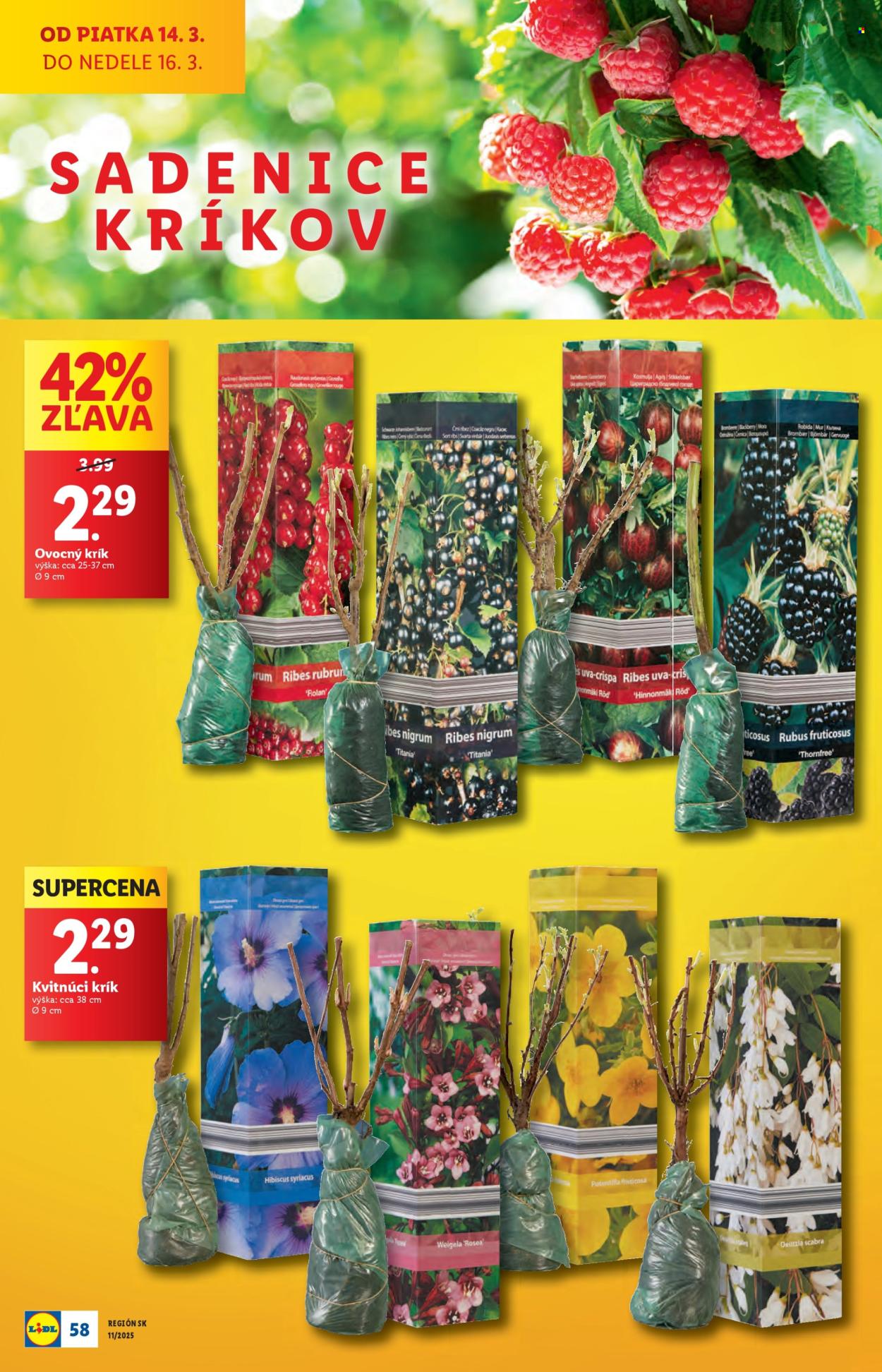 Leták Lidl - 10.3.2025 - 16.3.2025. Strana 60