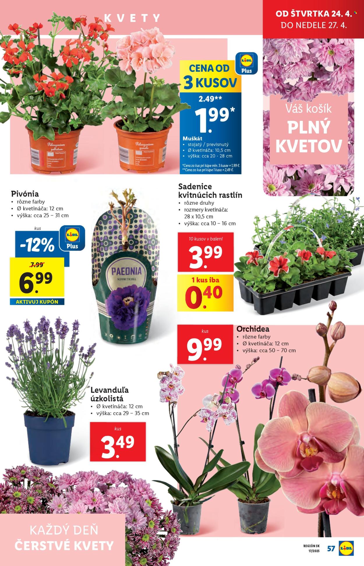 Leták Lidl - 22.4.2025 - 27.4.2025. Strana 57
