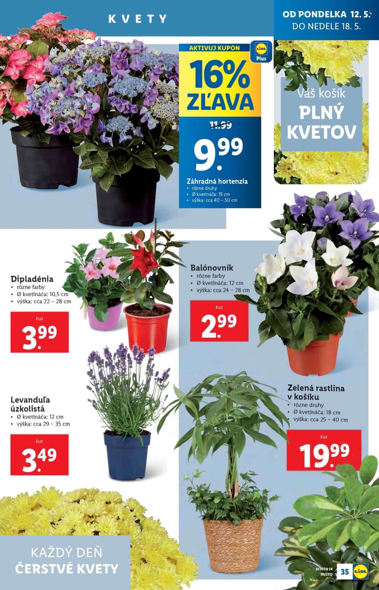 Leták Lidl - 12.5.2025 - 18.5.2025. Strana 37