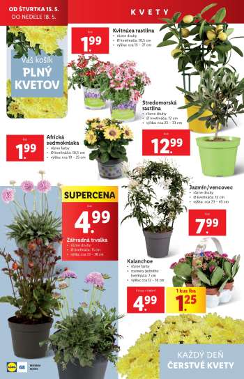 thumbnail - Kalanchoe