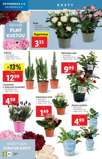thumbnail - Kalanchoe mini