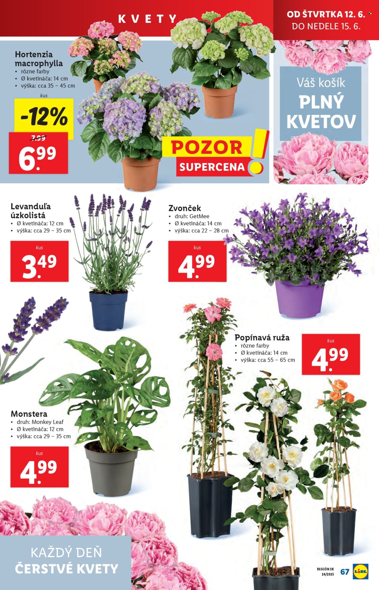Leták Lidl - 9.6.2025 - 15.6.2025. Strana 81