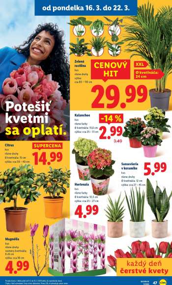 thumbnail - Sansevieria v keramike