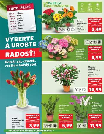 thumbnail - Gerbera Jamesonova