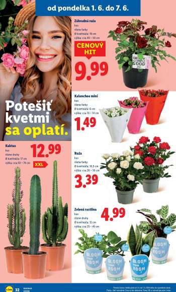 thumbnail - Kalanchoe mini