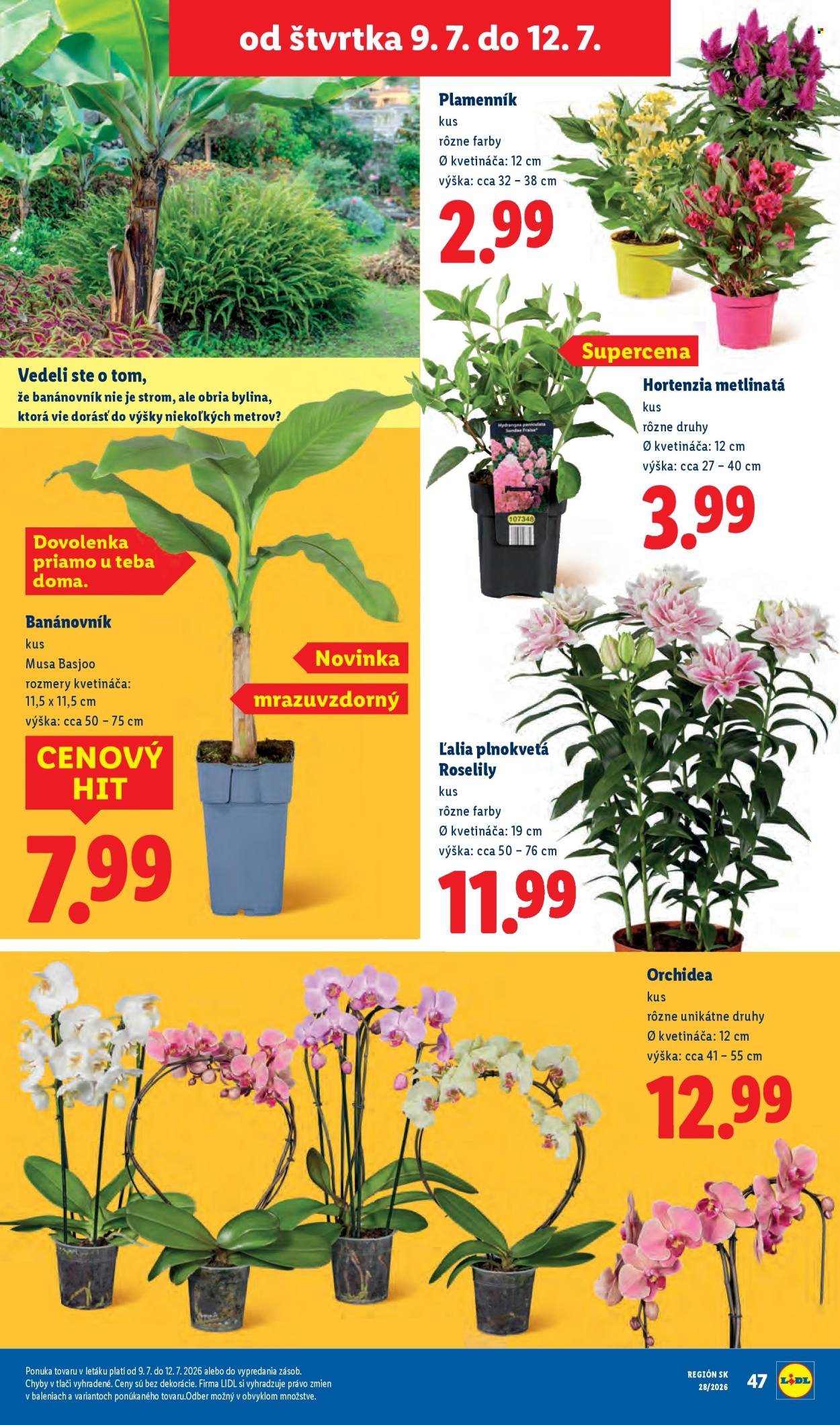 Leták Lidl - 6.7.2026 - 12.7.2026. Strana 99