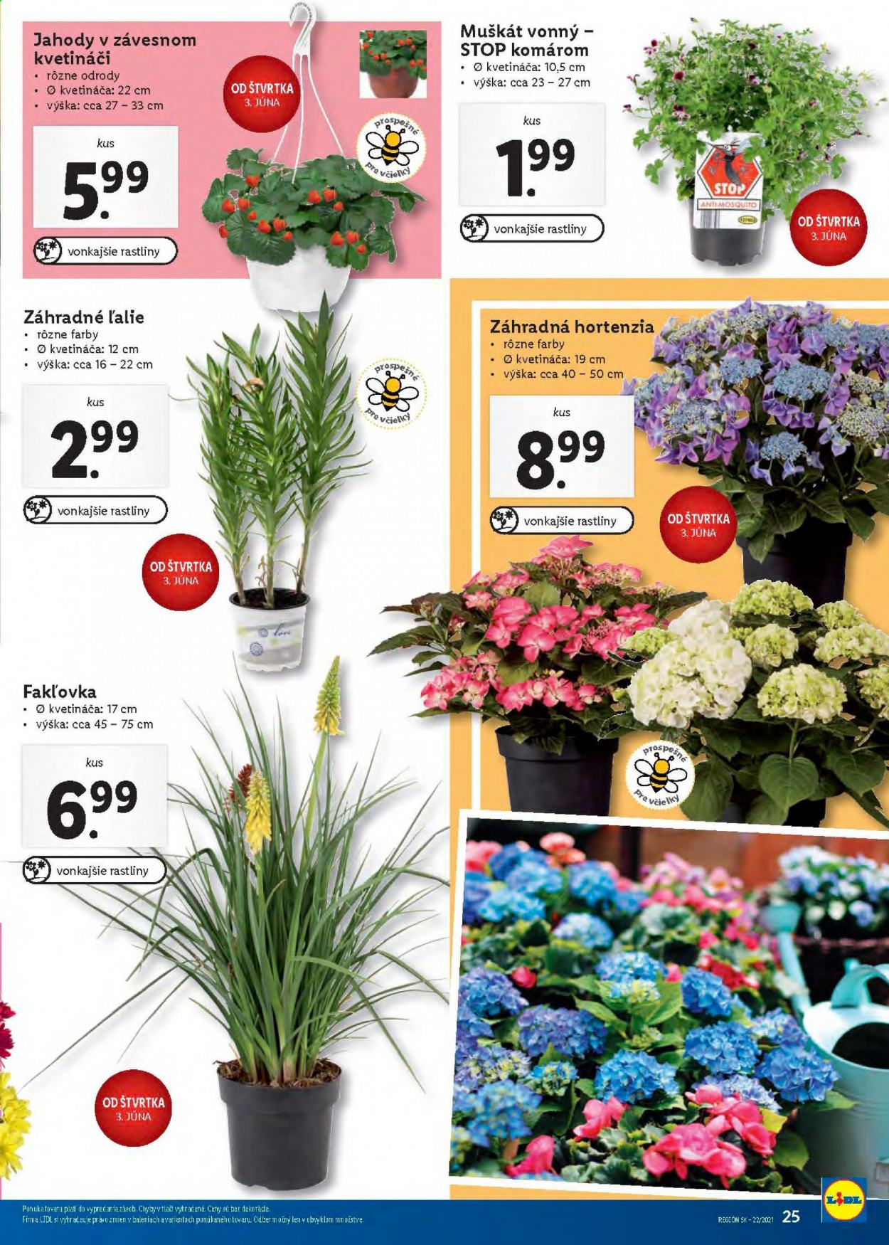 Leták Lidl - 31.5.2021 - 6.6.2021. Strana 25
