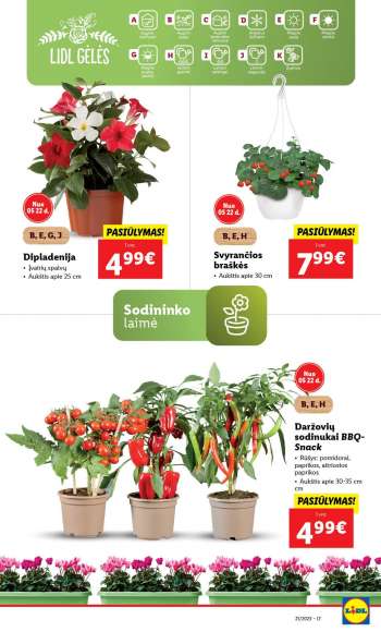 Lidl leidinys