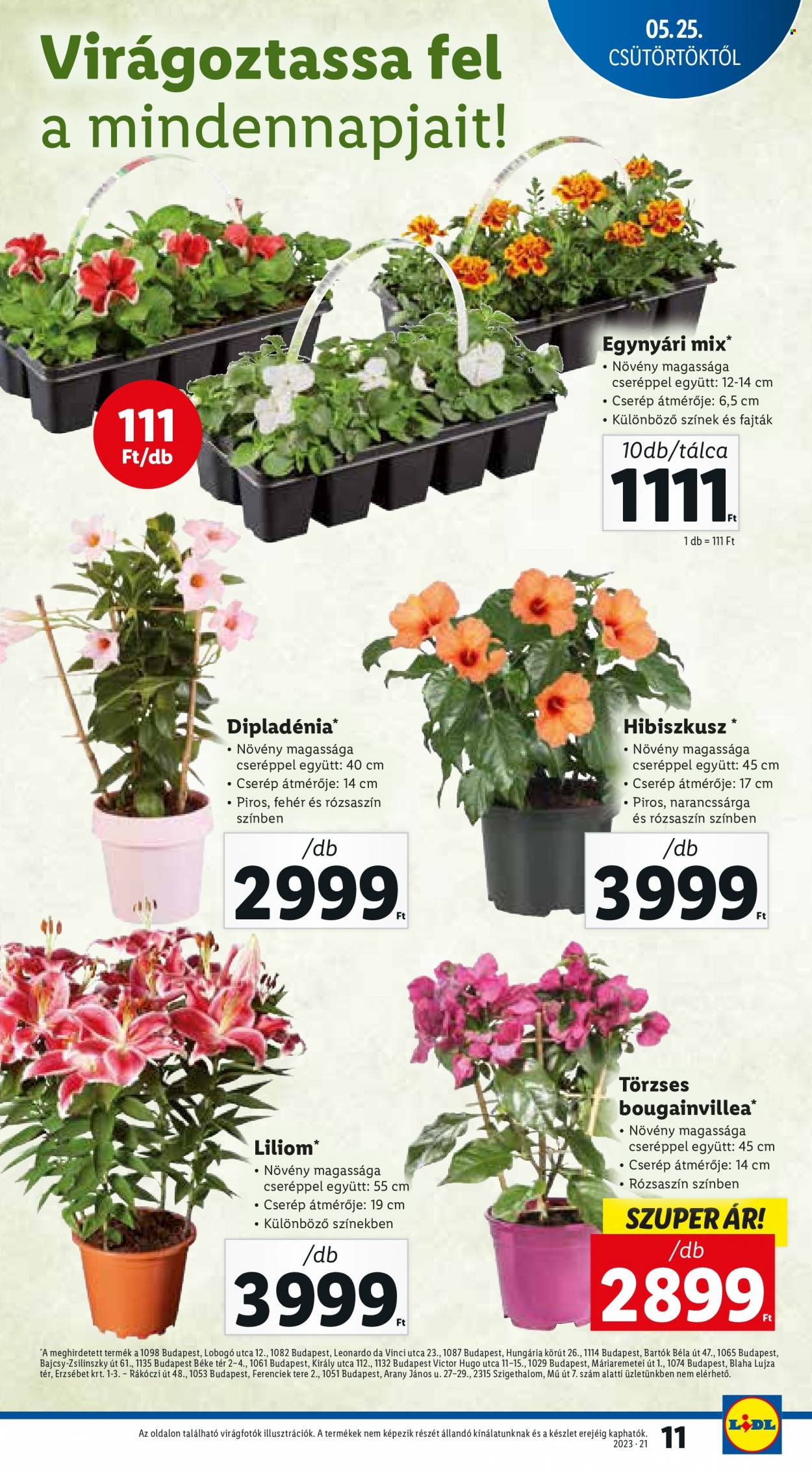 Lidl akciós újságok - 2023.05.25 - 2023.05.31. Oldal 11