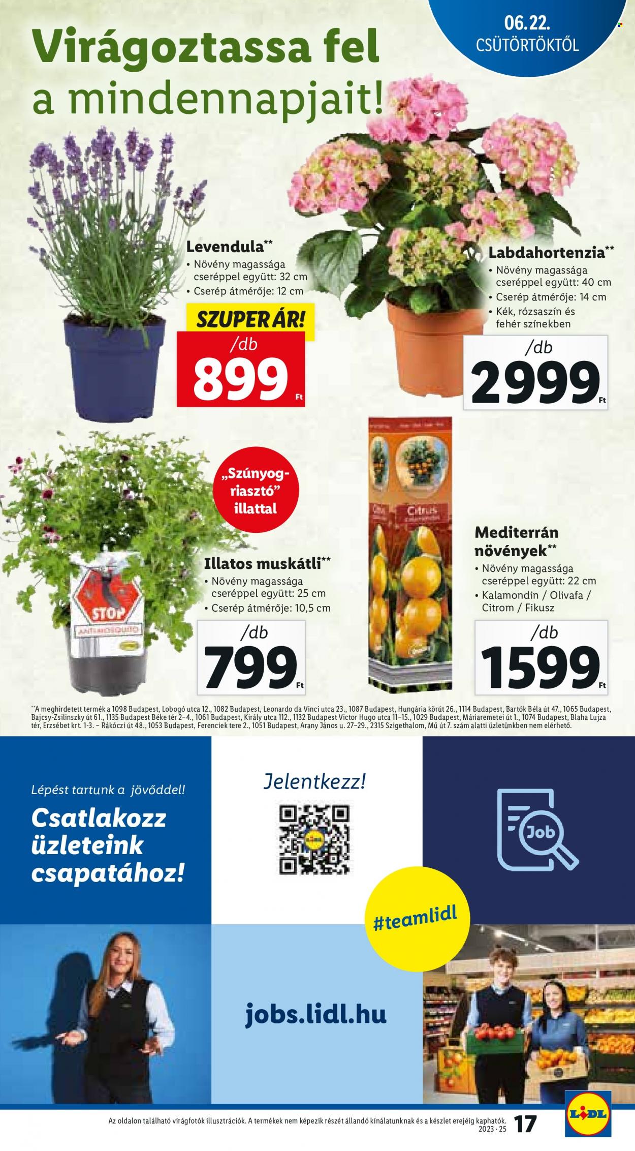 Lidl akciós újságok - 2023.06.22 - 2023.06.28. Oldal 17