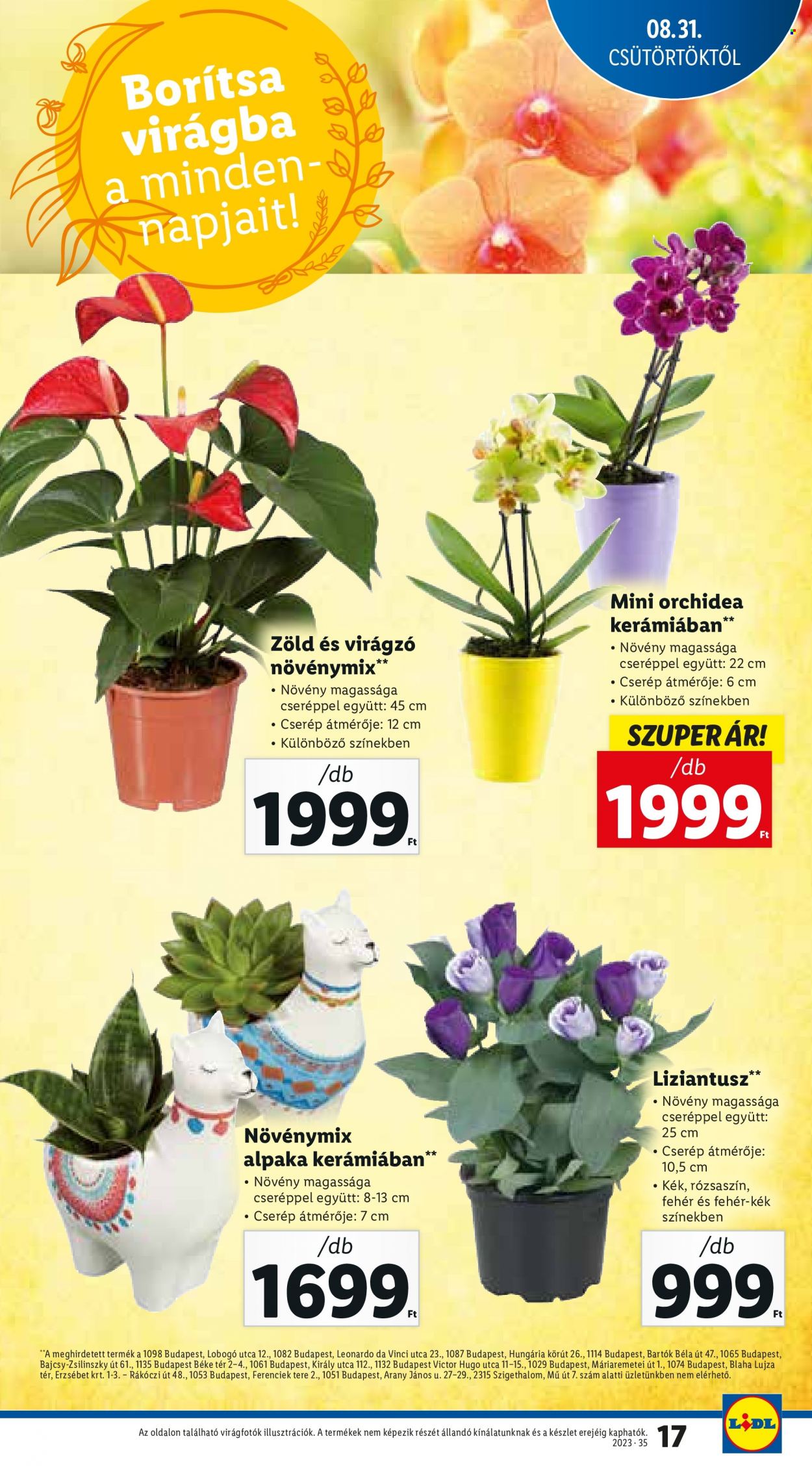Lidl akciós újságok - 2023.08.31 - 2023.09.06. Oldal 17