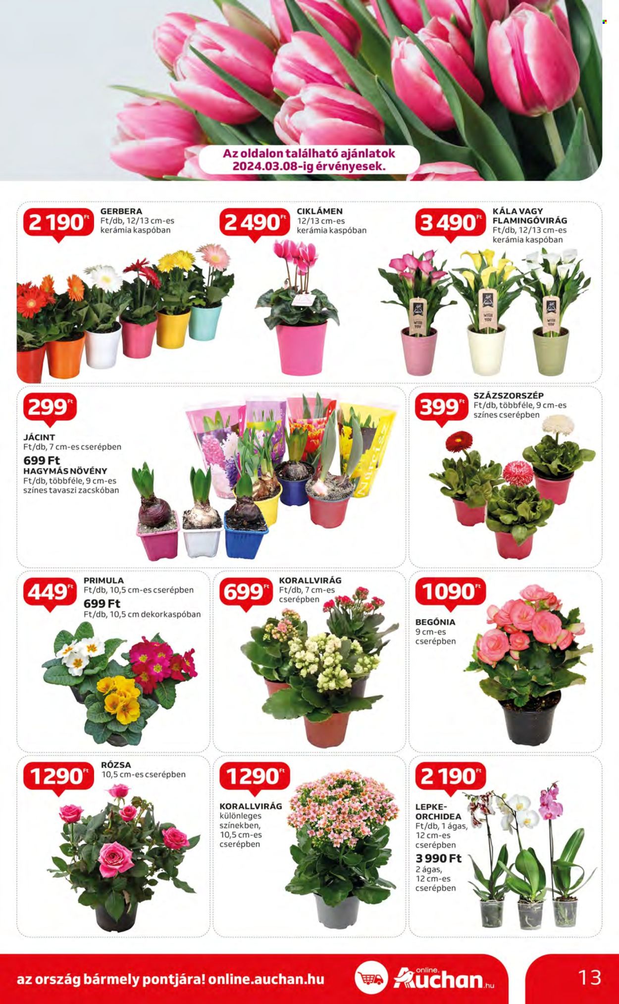 Auchan akciós újságok - 2024.02.29 - 2024.03.06. Oldal 13