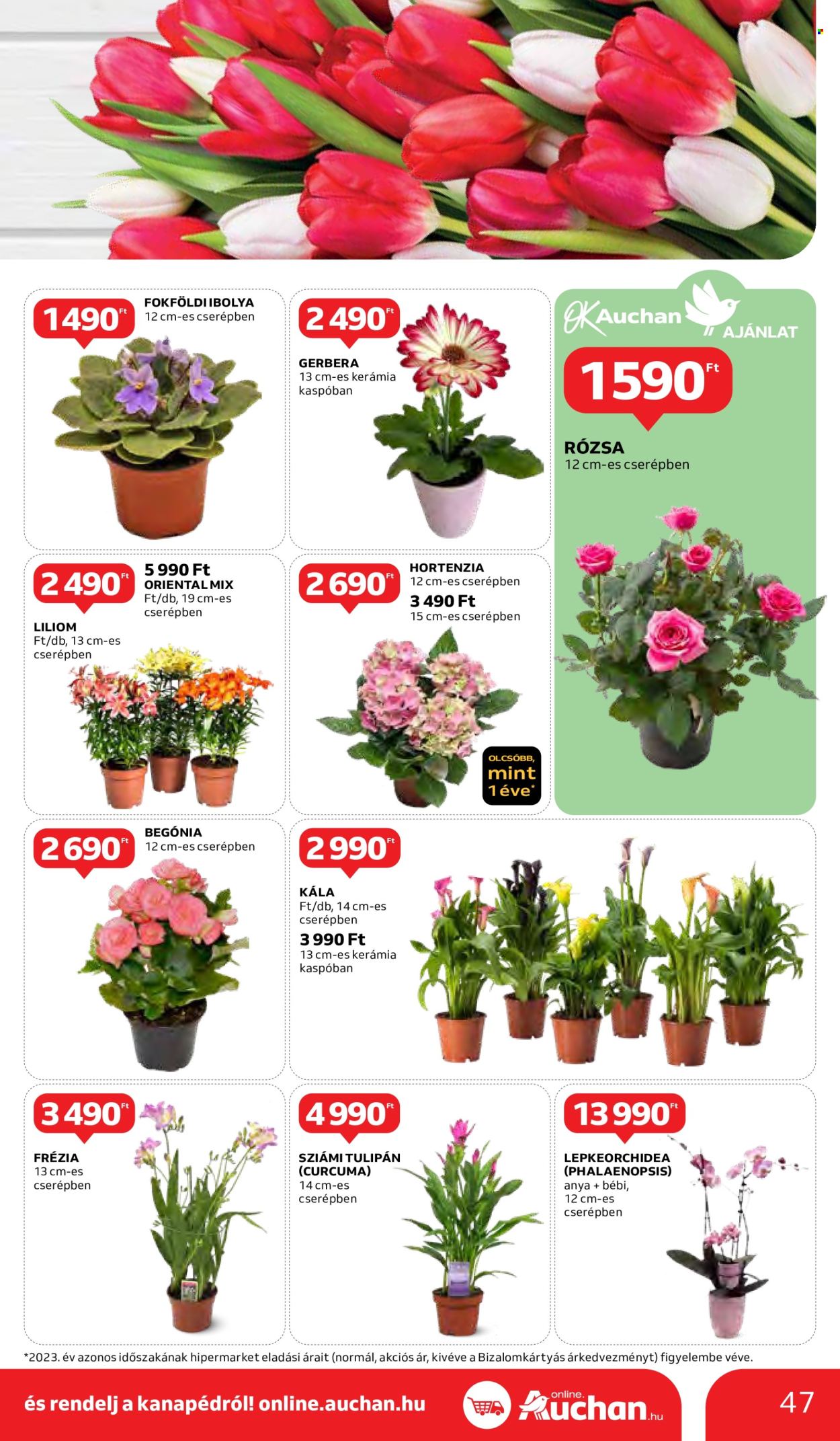 Auchan akciós újságok - 2024.05.02 - 2024.05.08. Oldal 47