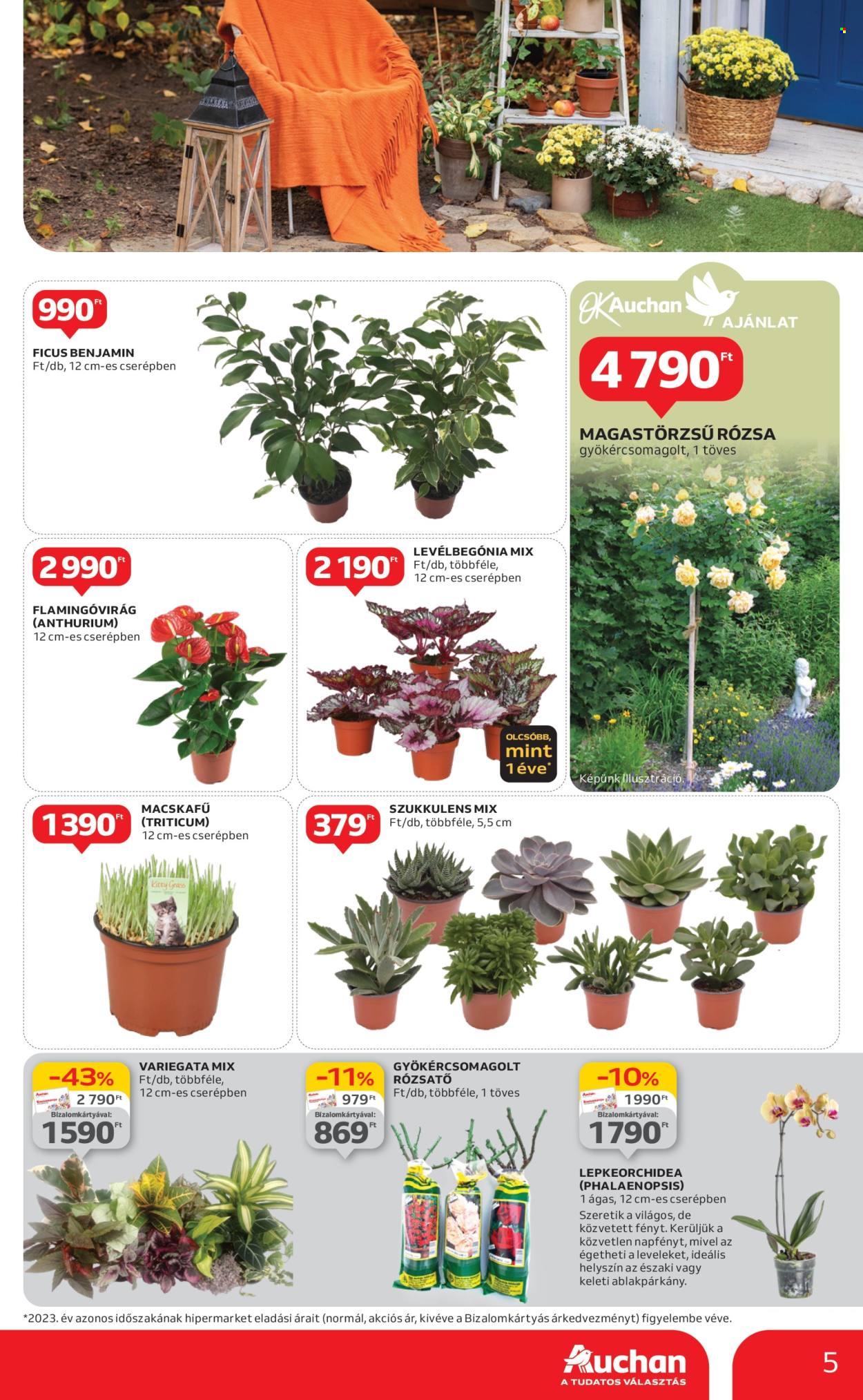 Auchan akciós újságok - 2024.09.19 - 2024.10.02. Oldal 5