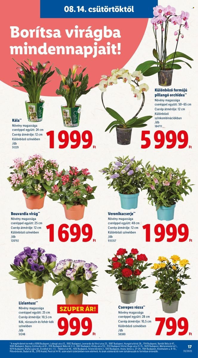Lidl akciós újságok - 2025.08.14 - 2025.08.20. Oldal 17
