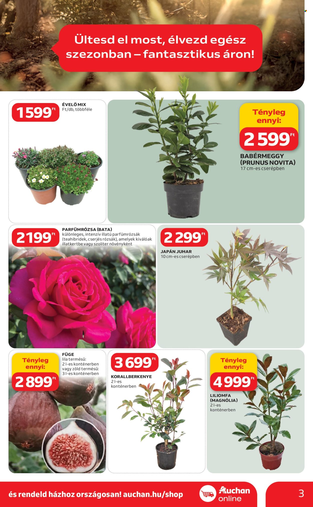 Auchan akciós újságok - 2026.03.05 - 2026.04.04. Oldal 3