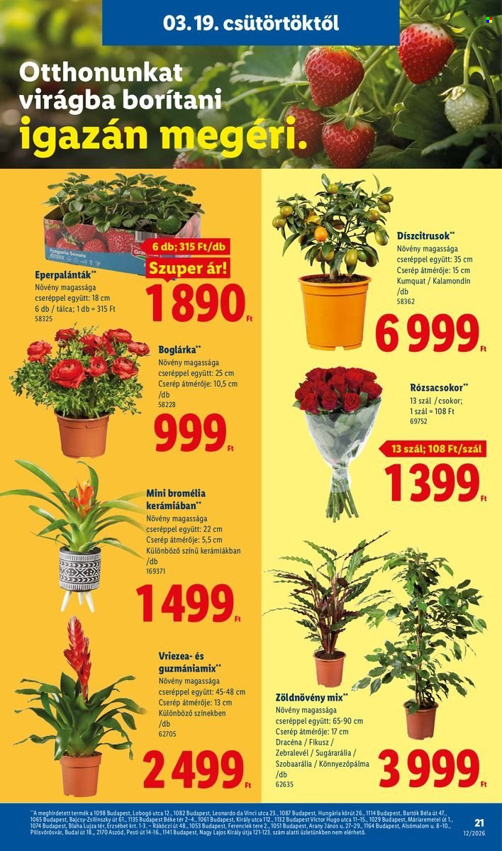 Lidl akciós újságok - 2026.03.19 - 2026.03.25. Oldal 21