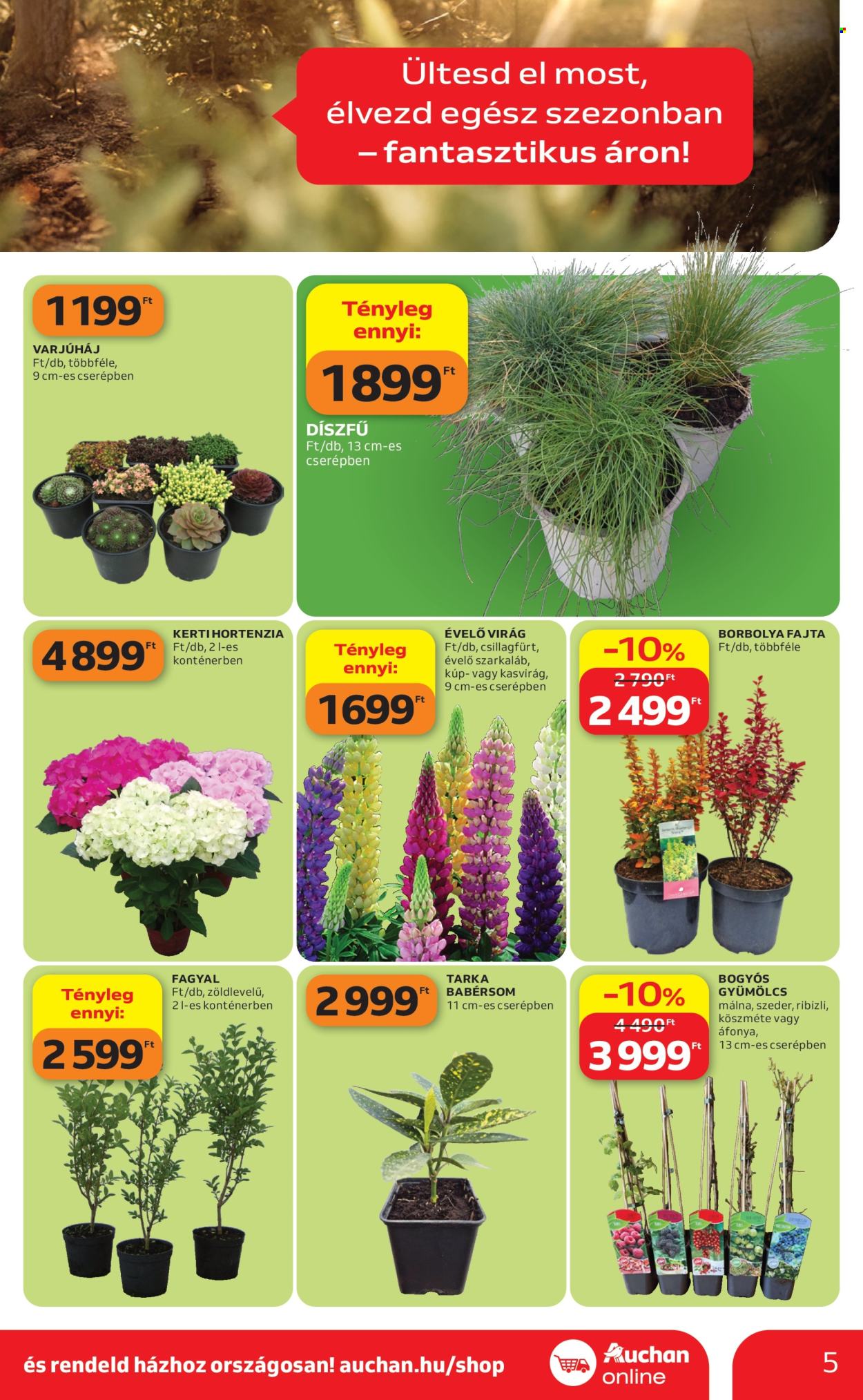 Auchan akciós újságok - 2026.04.16 - 2026.05.14. Oldal 5