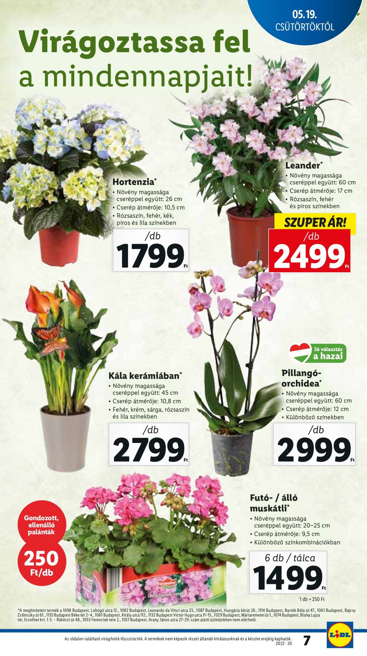Lidl akciós újságok - 2022.05.19 - 2022.05.25. Oldal 7