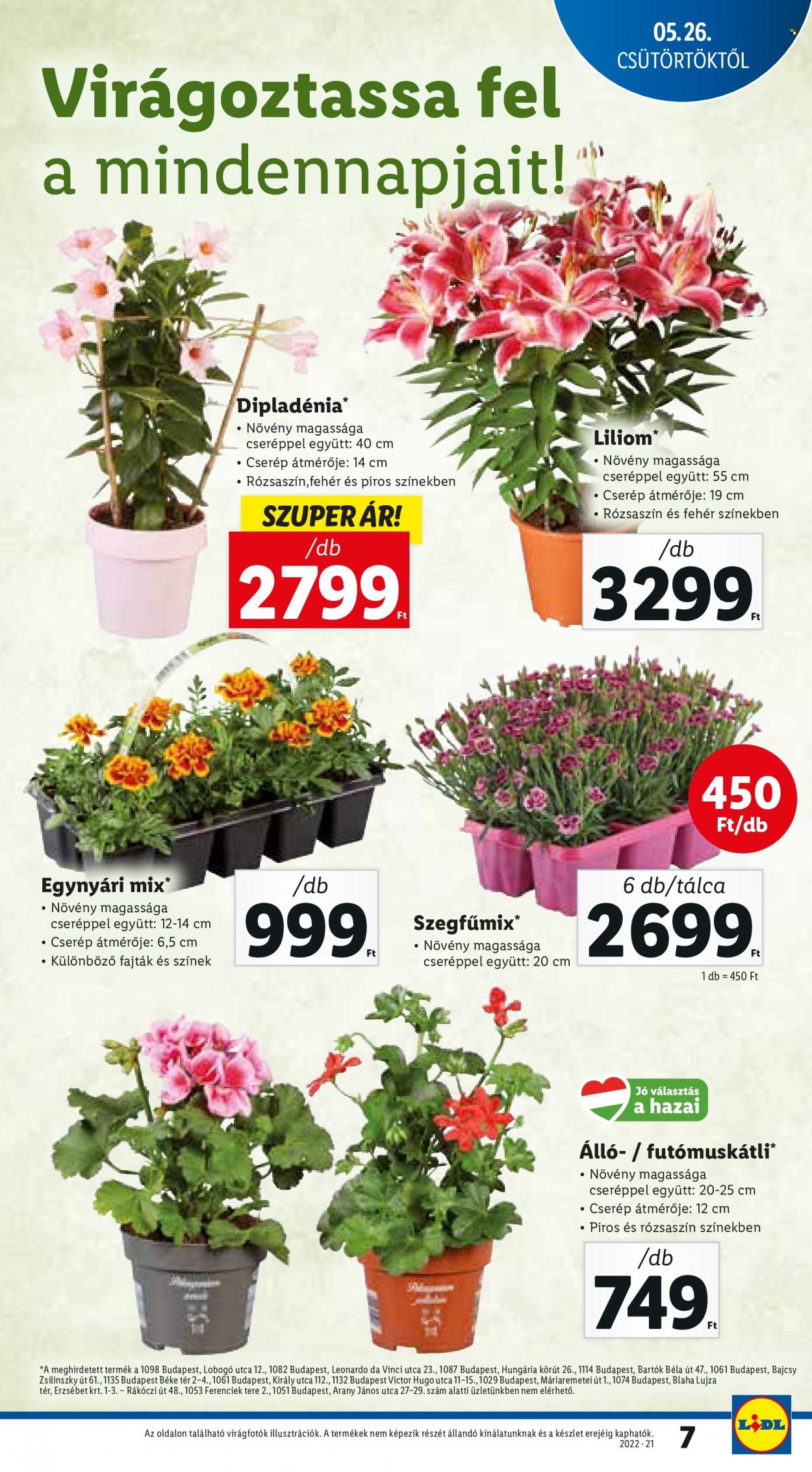 Lidl akciós újságok - 2022.05.26 - 2022.06.01. Oldal 7