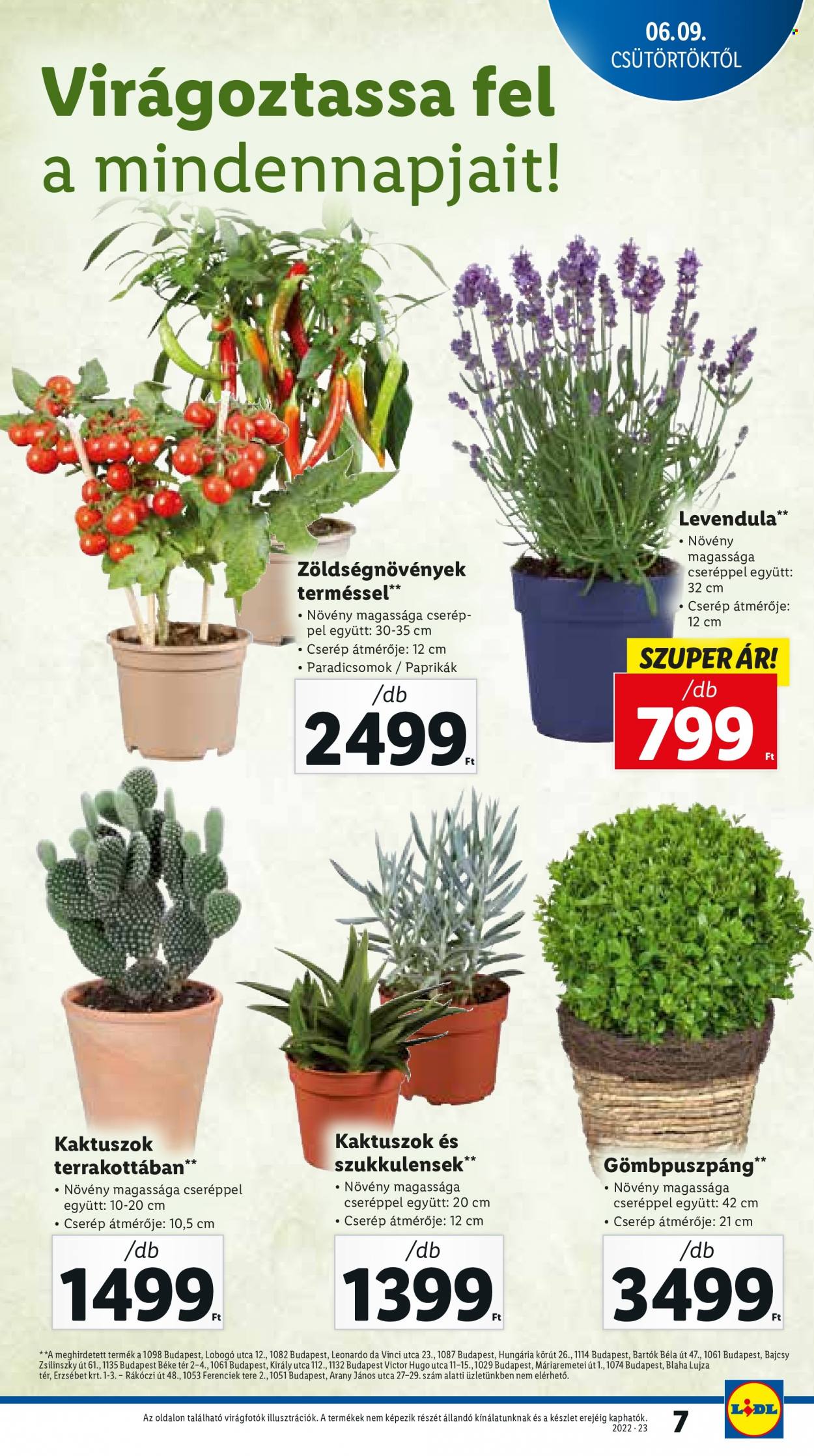 Lidl akciós újságok - 2022.06.09 - 2022.06.15. Oldal 7