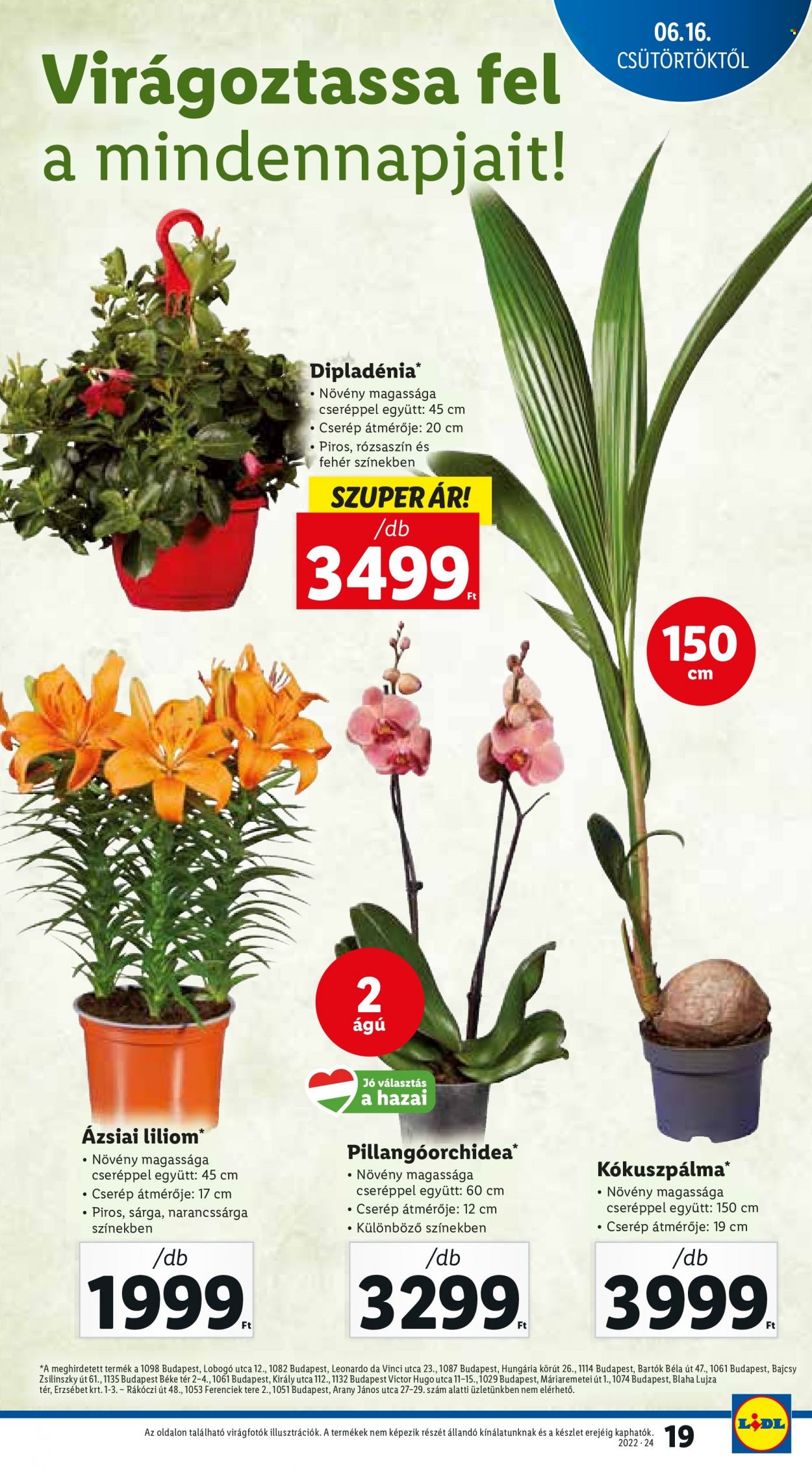 Lidl akciós újságok - 2022.06.16 - 2022.06.22. Oldal 19