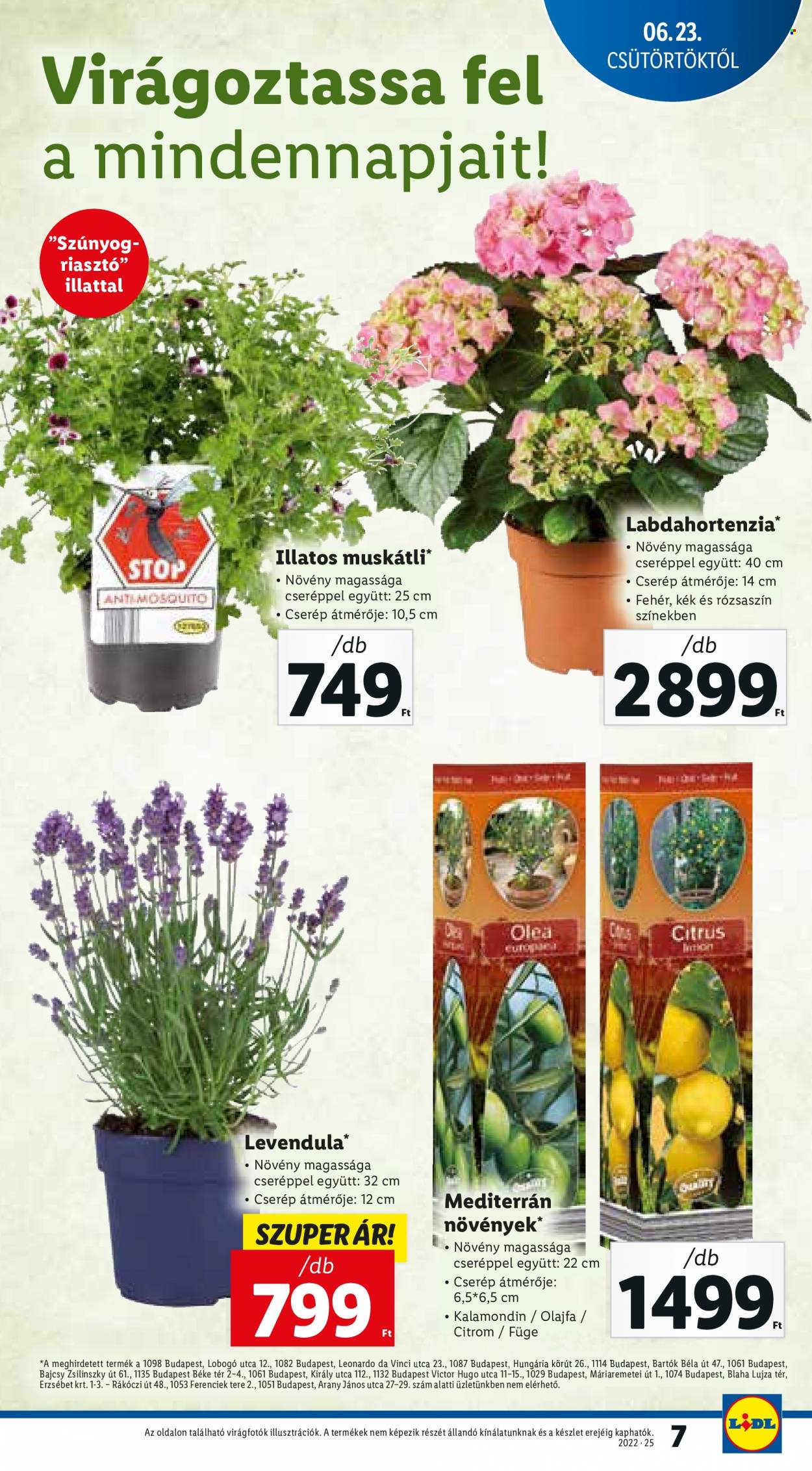 Lidl akciós újságok - 2022.06.23 - 2022.06.29. Oldal 7