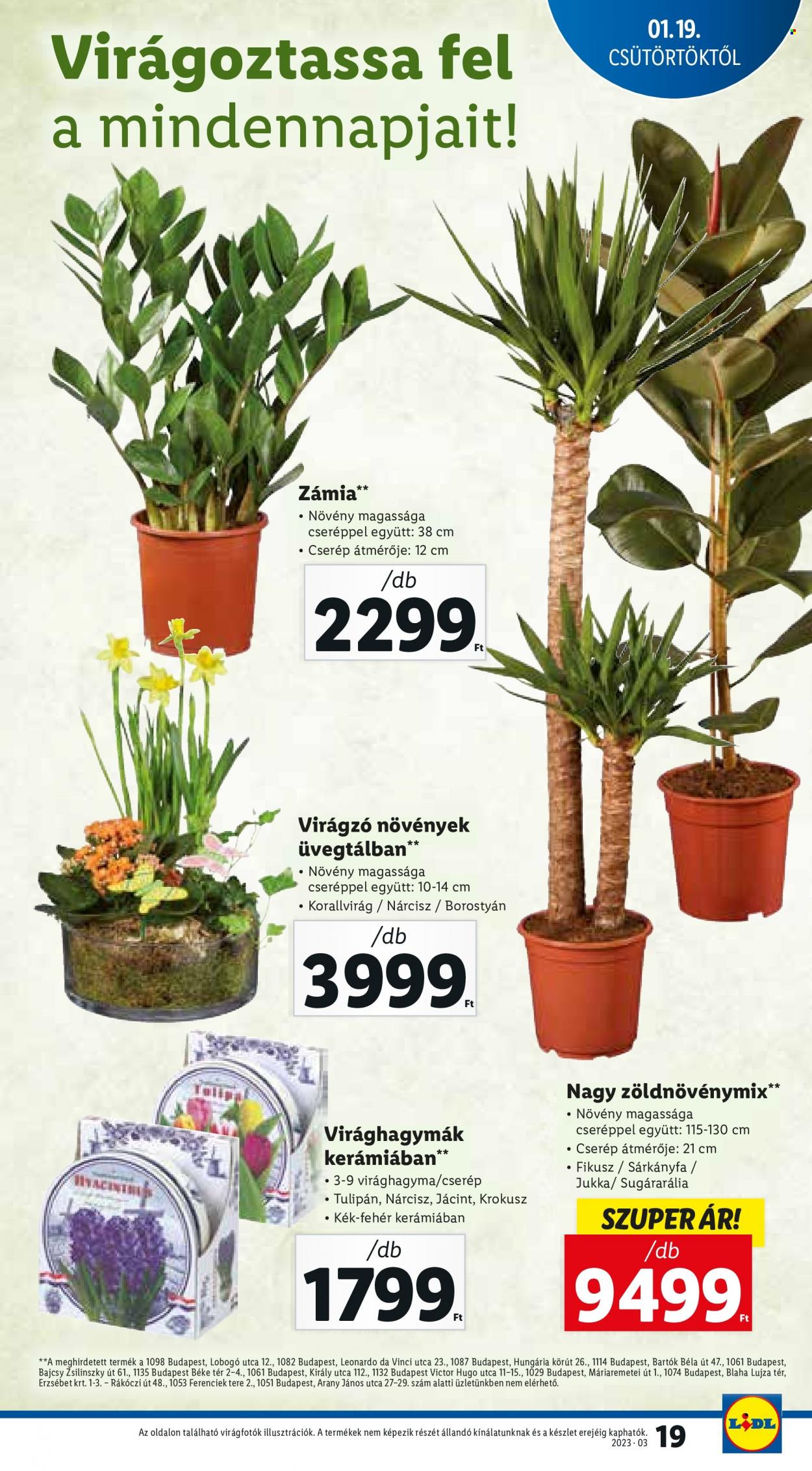 Lidl akciós újságok - 2023.01.19 - 2023.01.25. Oldal 19