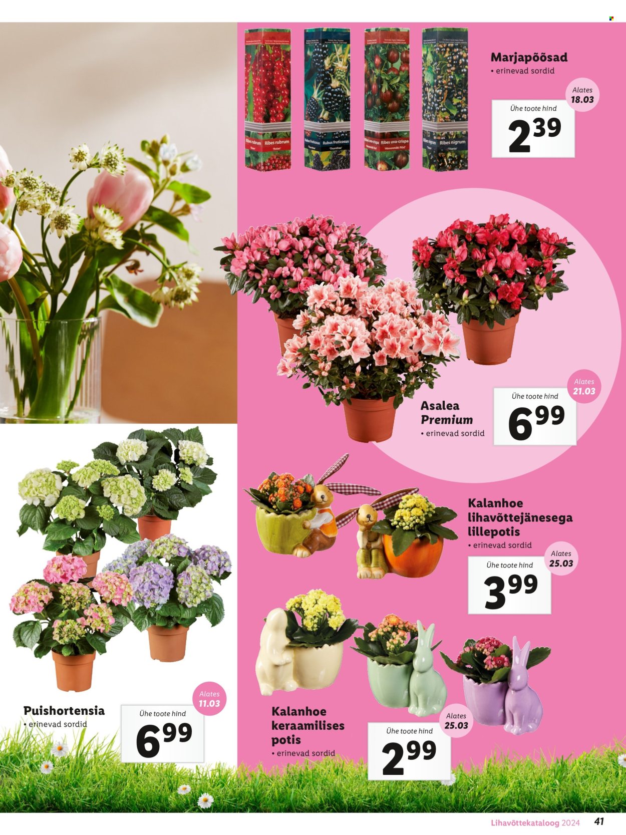 Lidl kliendileht. Lehekülg 41