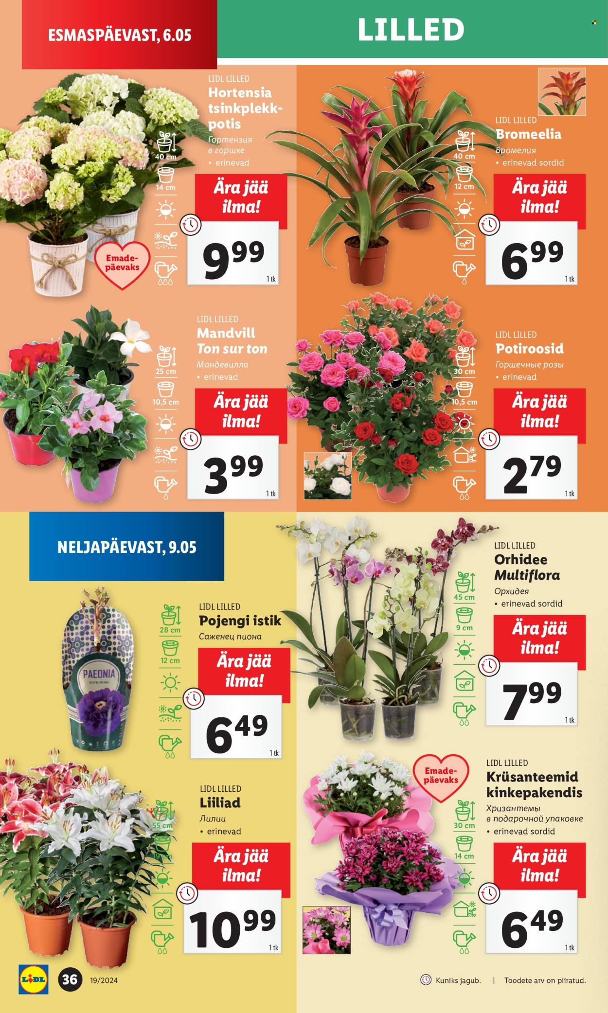Lidl kliendileht - 06.05.2024 - 12.05.2024. Lehekülg 36