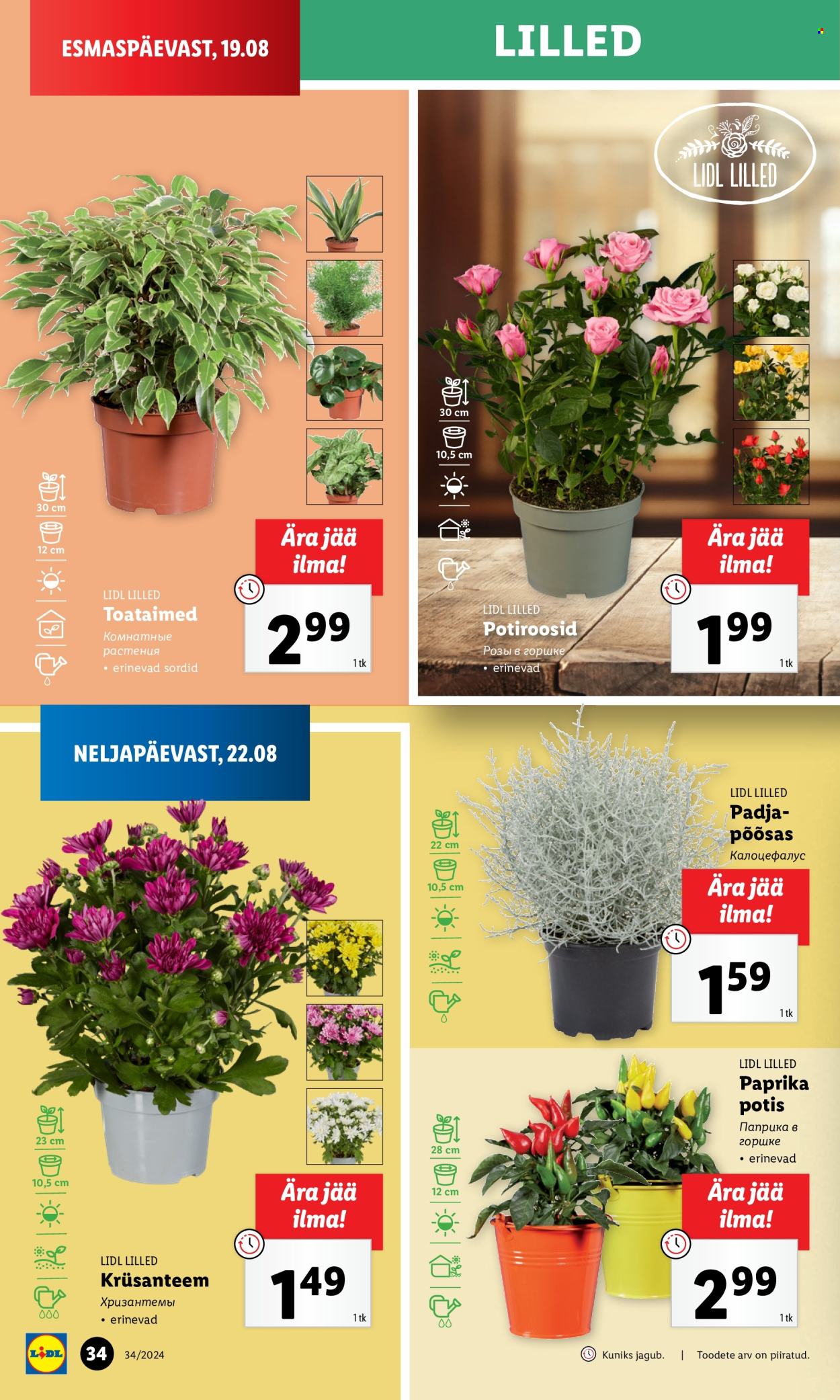Lidl kliendileht - 19.08.2024 - 25.08.2024. Lehekülg 34
