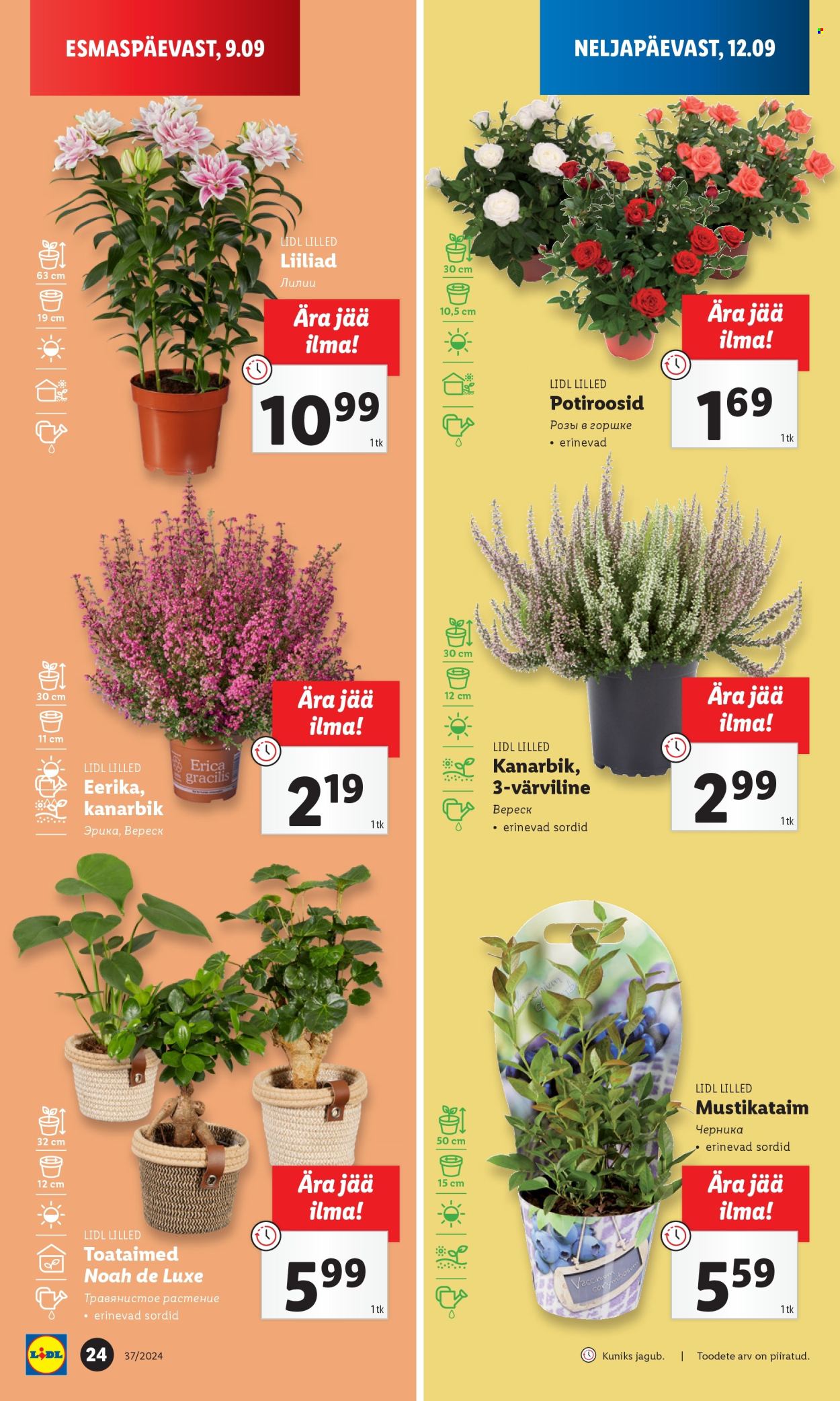 Lidl kliendileht - 13.09.2024 - 15.09.2024. Lehekülg 24