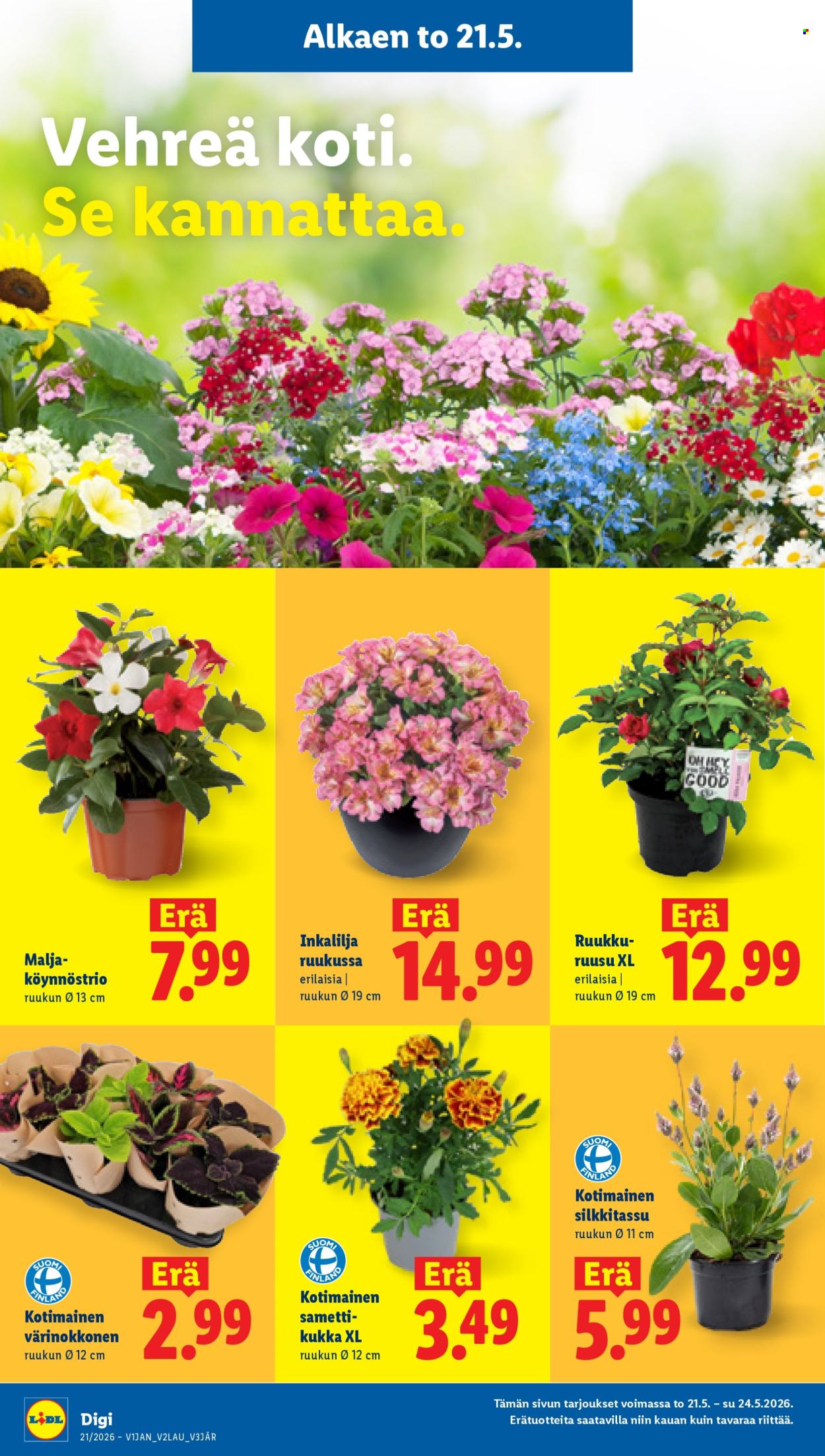 Lidl tarjoukset - 21.05.2026 - 27.05.2026. Sivu 11