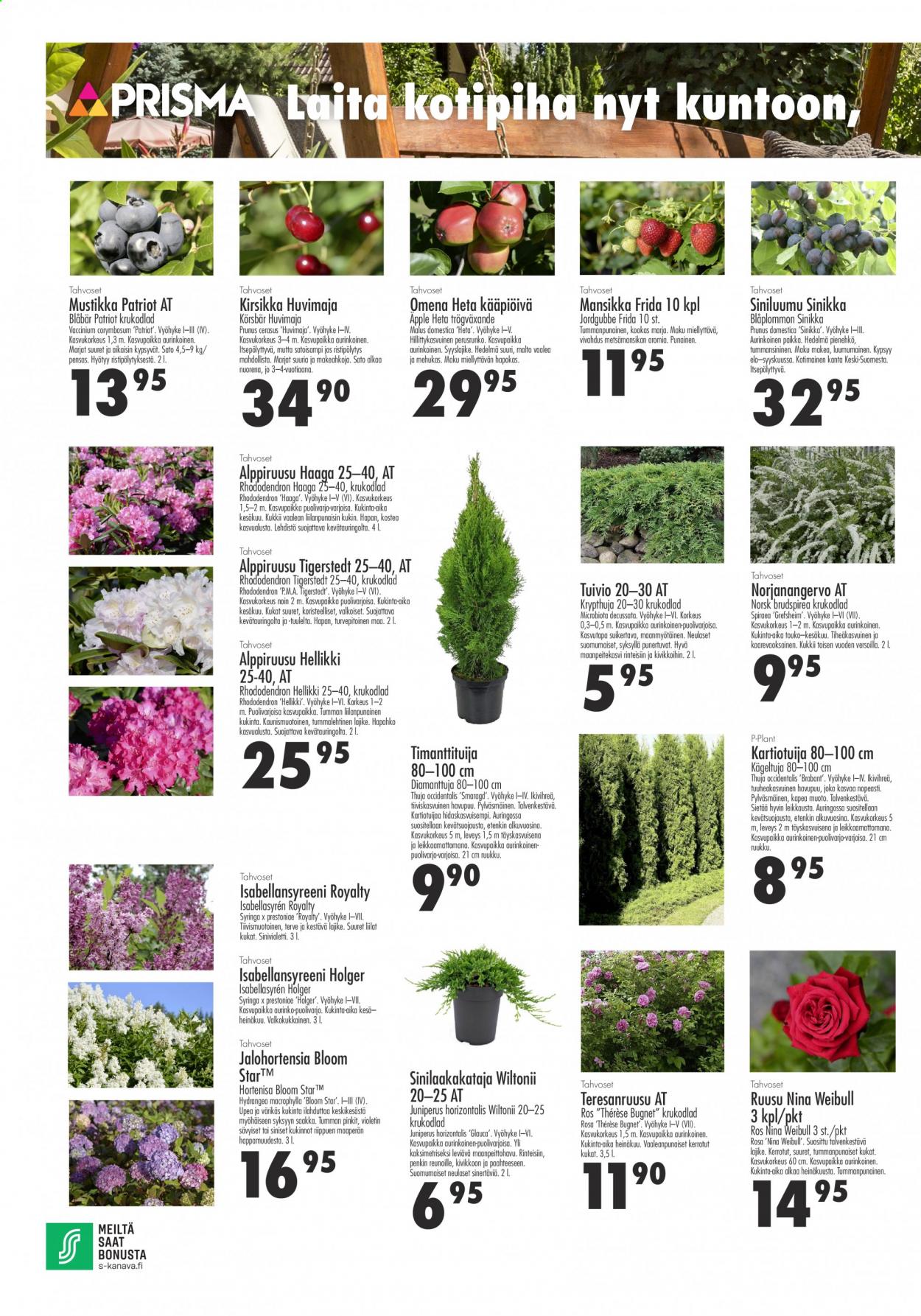 thumbnail - Prisma tarjoukset  - 06.05.2021 - 19.05.2021 - Tarjoustuotteet - kirsikat, mustikka, mansikan, ruusu, Apple. Sivu 6.