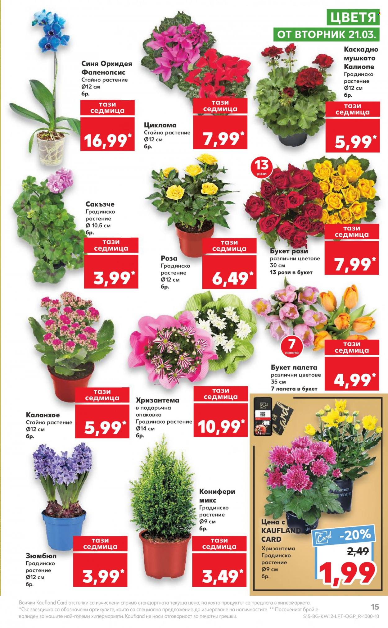 thumbnail - Брошура на Кауфланд - 20.03.2023 - 26.03.2023 - Продавани продукти - зюмбюл, каланхое, рози, циклама, лалета, орхидея, мушкато. Страница 15.