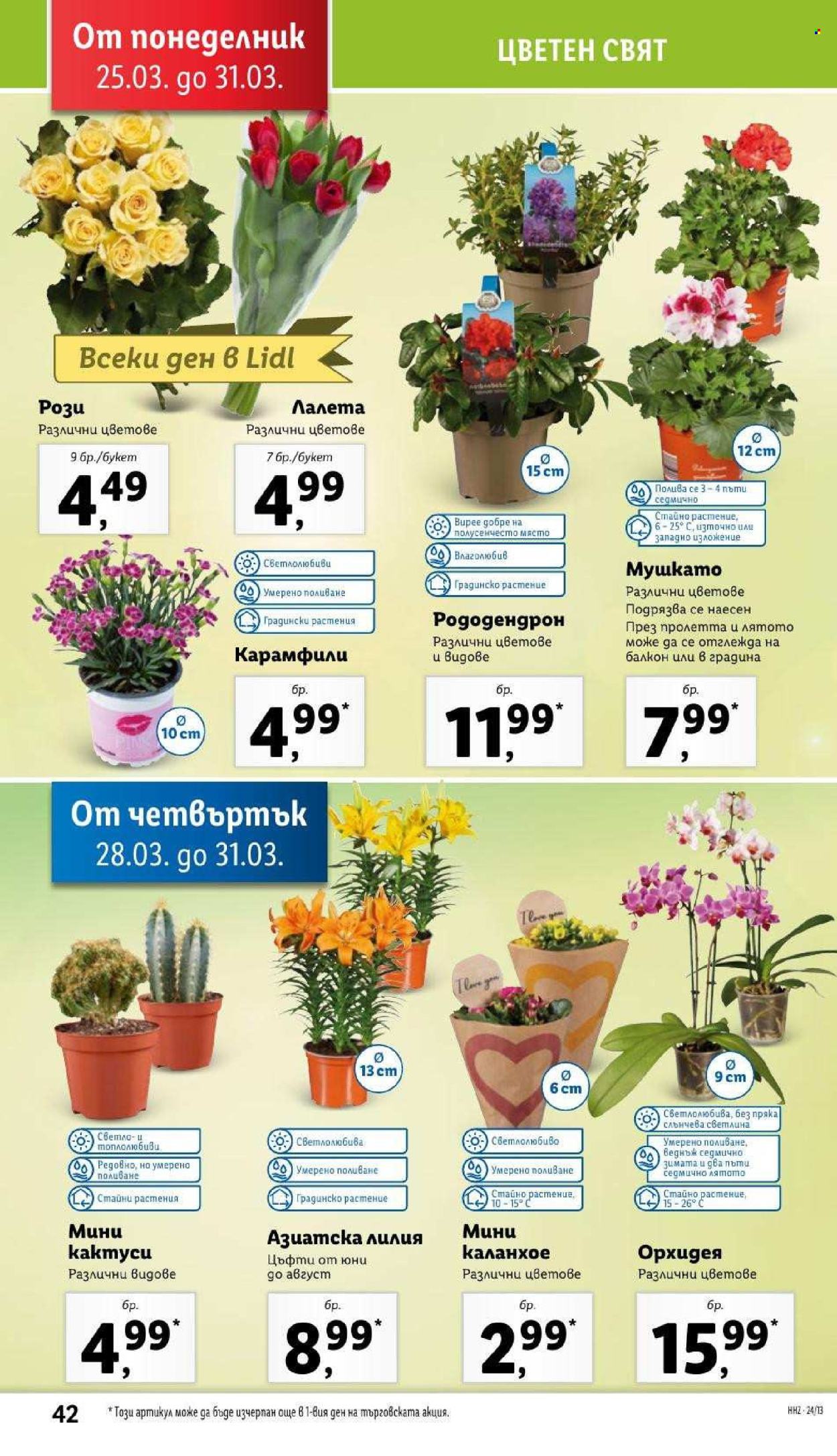 Брошура на Лидл - 25.03.2024 - 31.03.2024. Страница 42