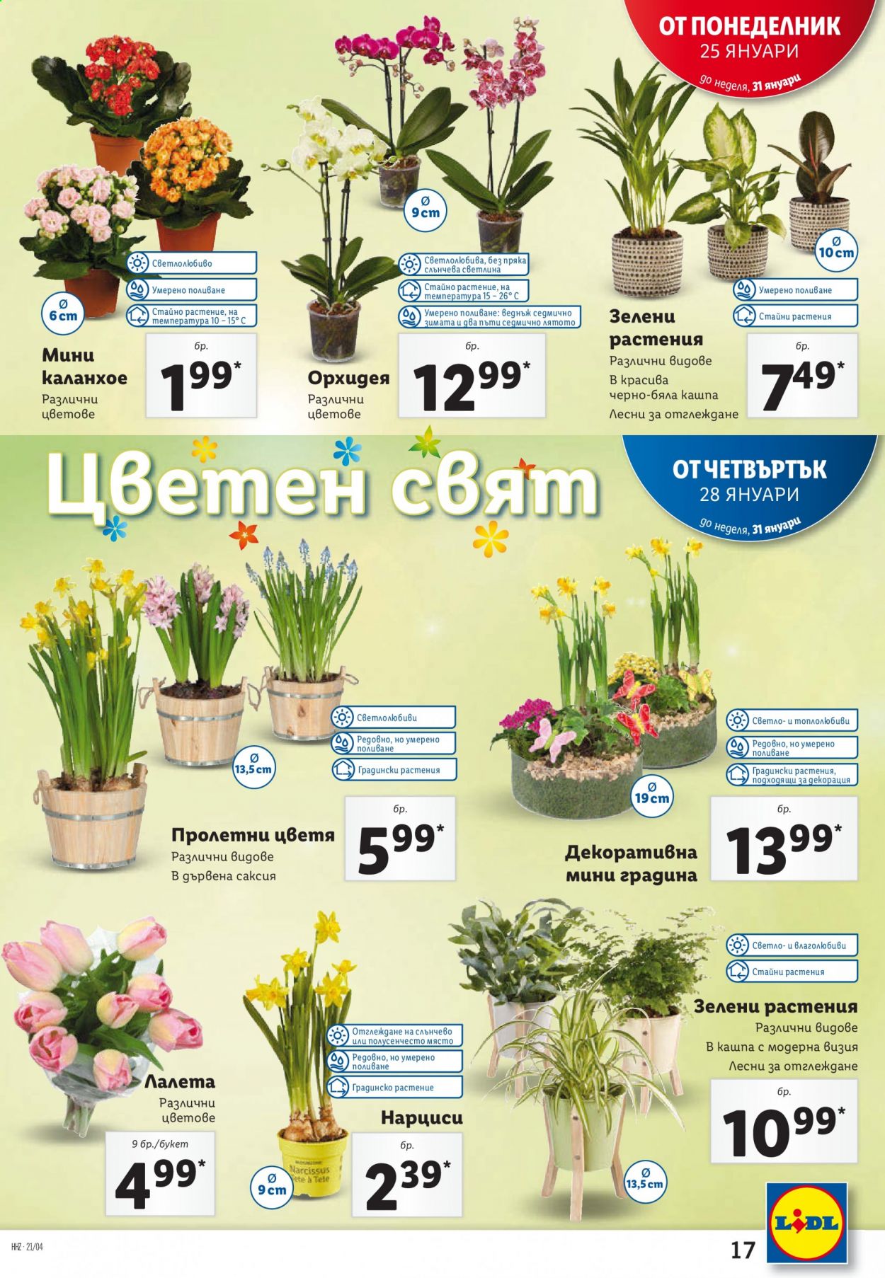 thumbnail - Брошура на Лидл - 25.01.2021 - 31.01.2021 - Продавани продукти - каланхое, пролетни цветя, лалета, орхидея. Страница 17.