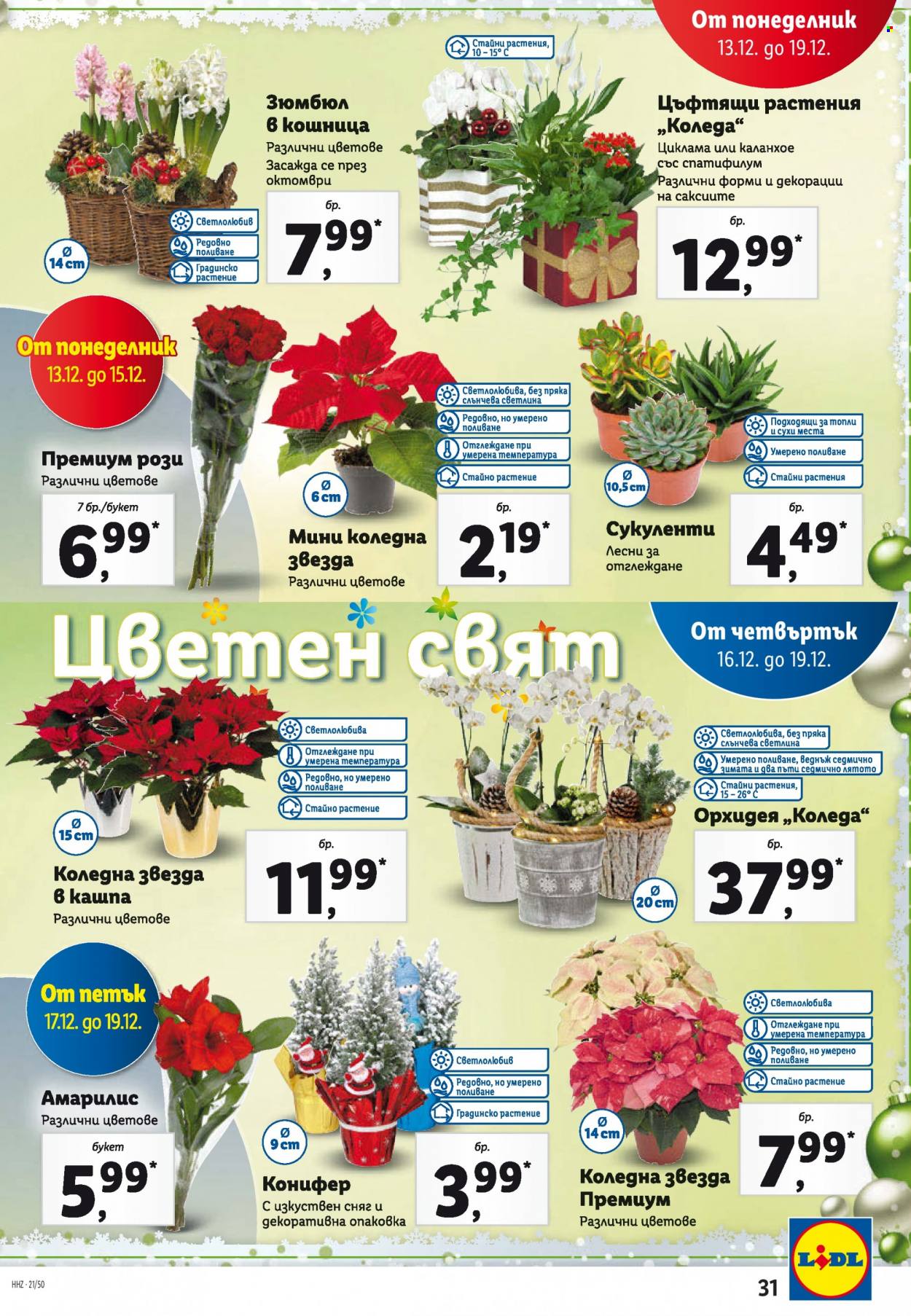 thumbnail - Брошура на Лидл - 13.12.2021 - 19.12.2021 - Продавани продукти - кошница, зюмбюл, каланхое, рози, сукуленти, циклама, орхидея. Страница 31.