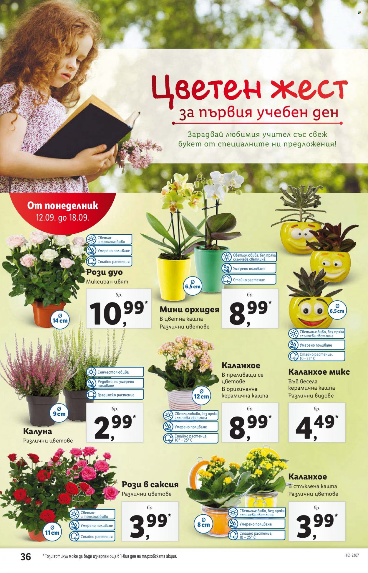 Брошура на Лидл - 12.09.2022 - 18.09.2022. Страница 36