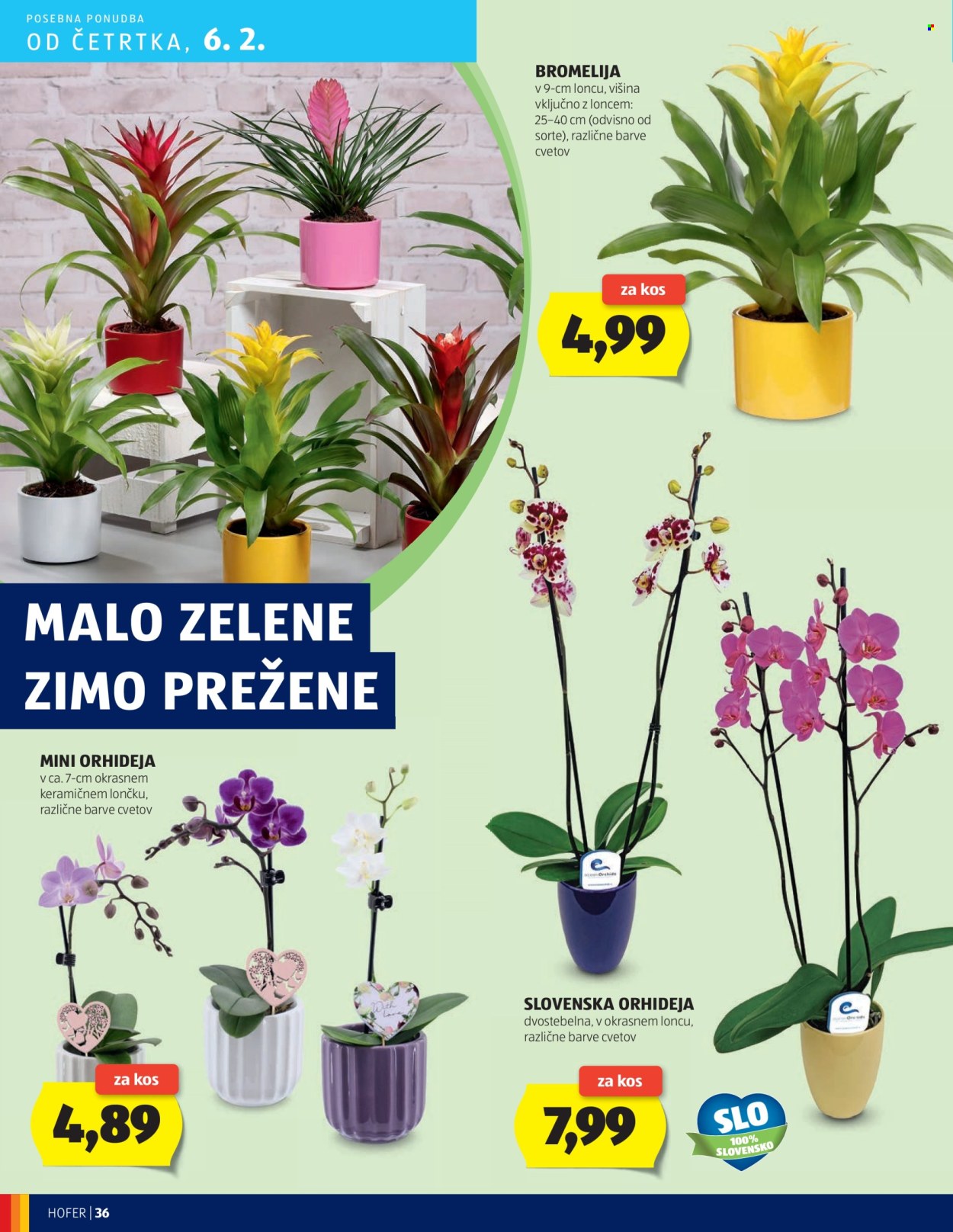 Hofer katalog - 30.1.2025 - 7.2.2025. Stran 36