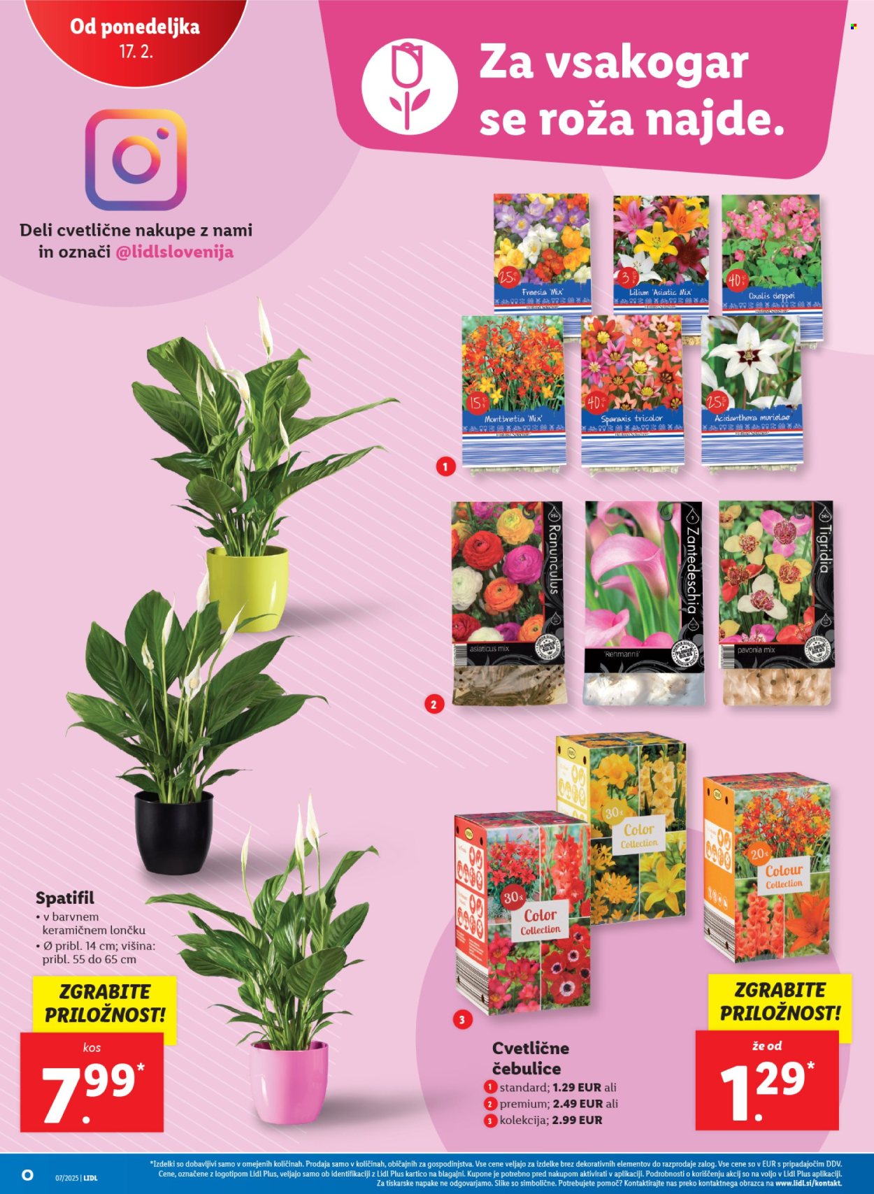 Lidl katalog - 13.2.2025 - 19.2.2025. Stran 42