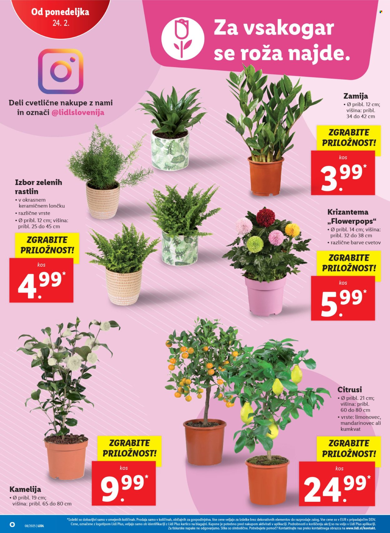 Lidl katalog - 20.2.2025 - 26.2.2025. Stran 32