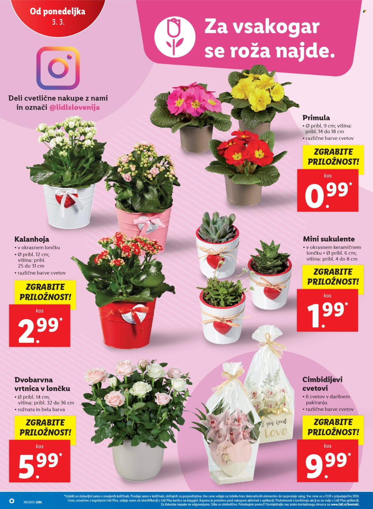 Lidl katalog - 27.2.2025 - 5.3.2025. Stran 36